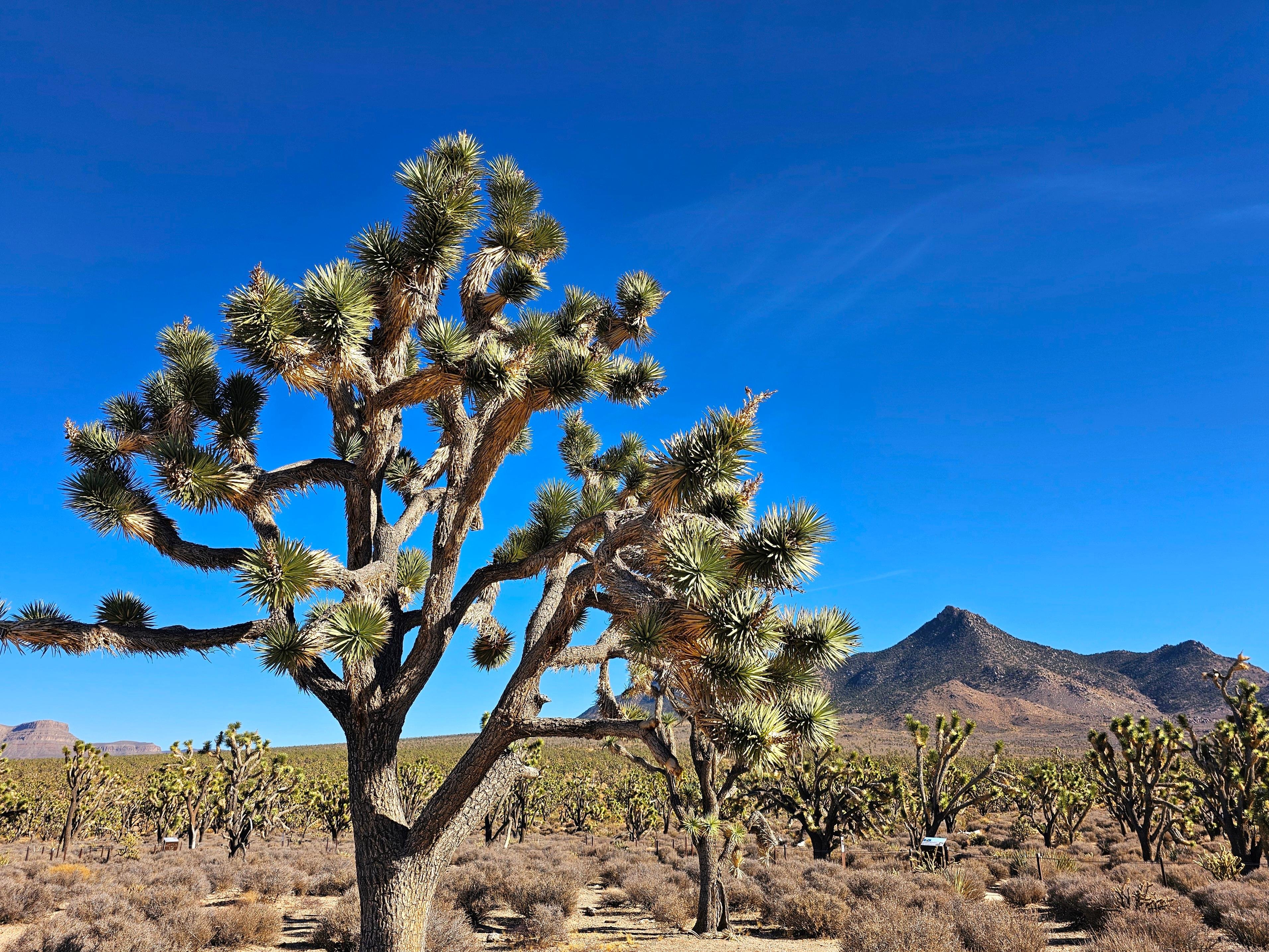 Las Vegas to LA via Joshua Tree National Park
