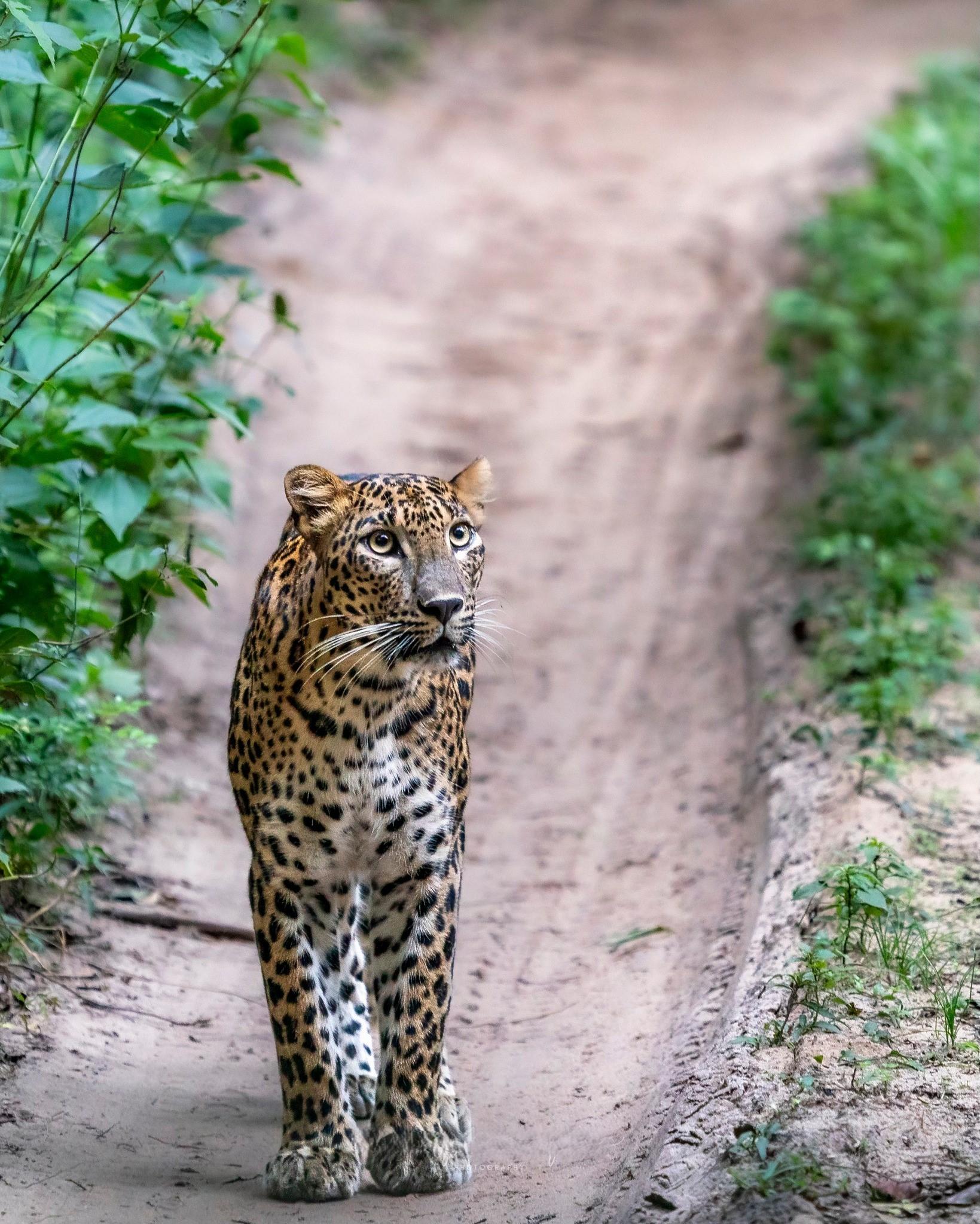 Full-Day Wilpattu National Park Safari Adventure
