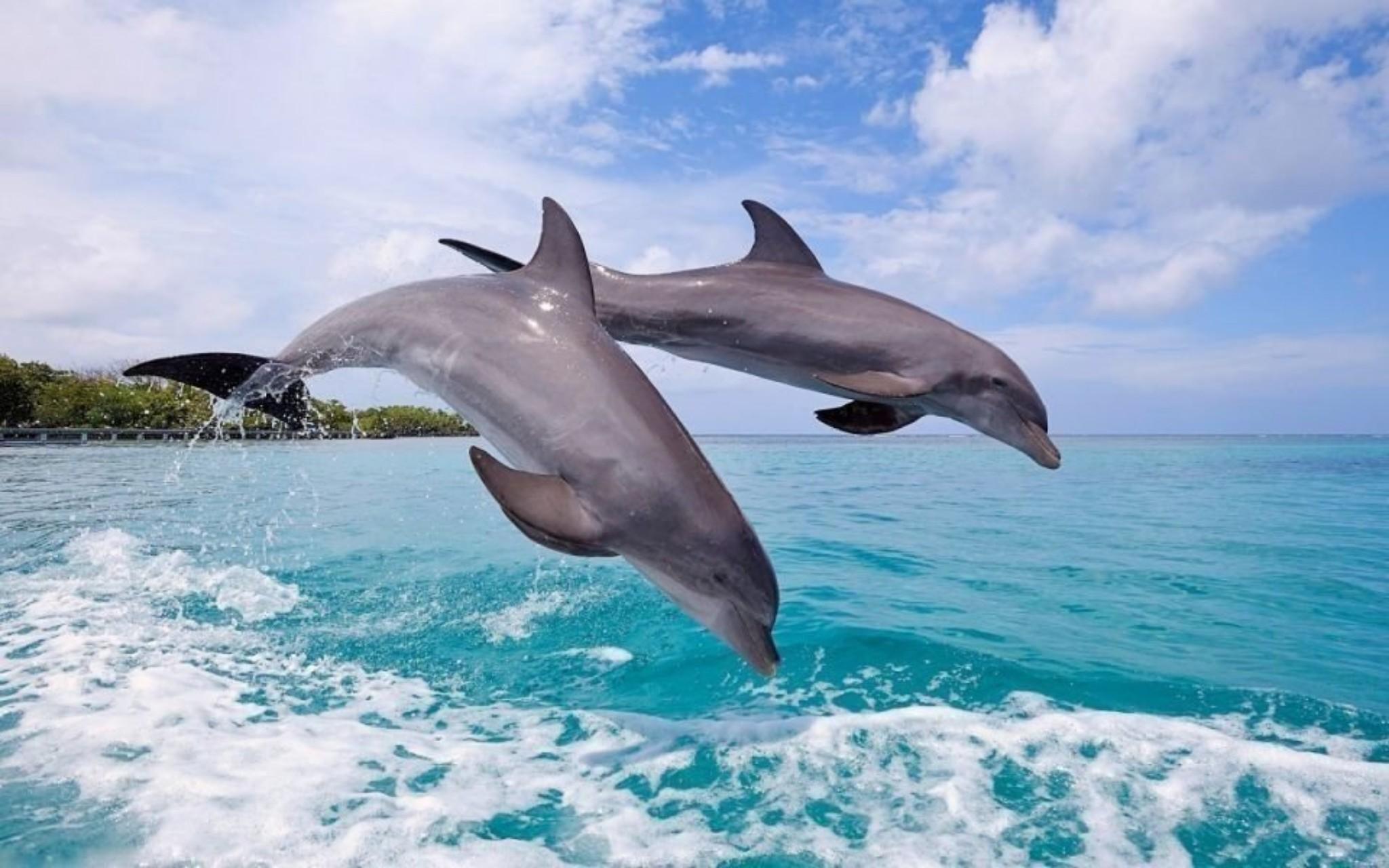 Mnemba Island Dolphin Encounter & Snorkeling
