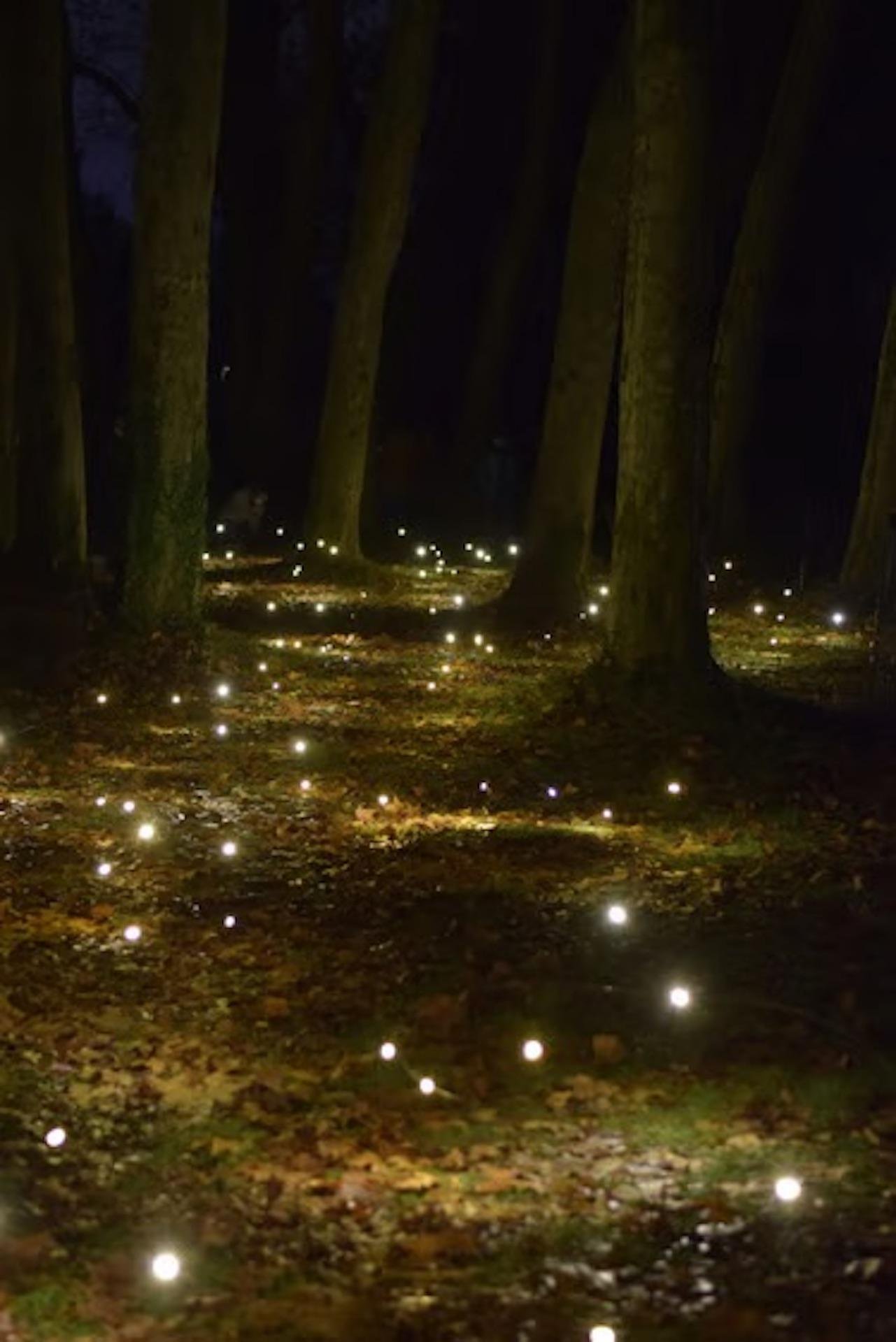 Taro Village Evening: Fireflies, Temple & Traditional Dinner