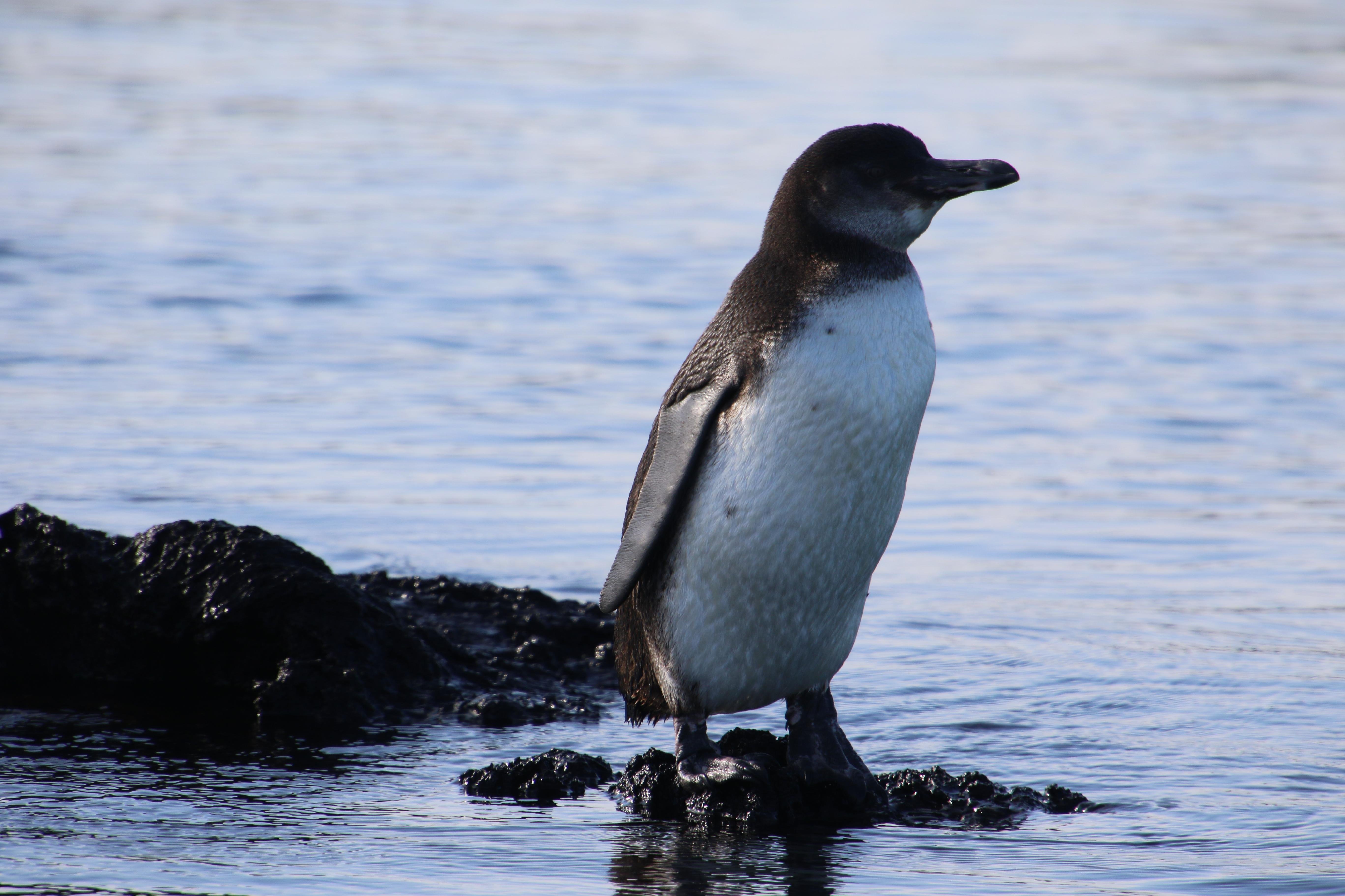 Isabela Island & Tintorera Islet Expedition from Puerto Ayora