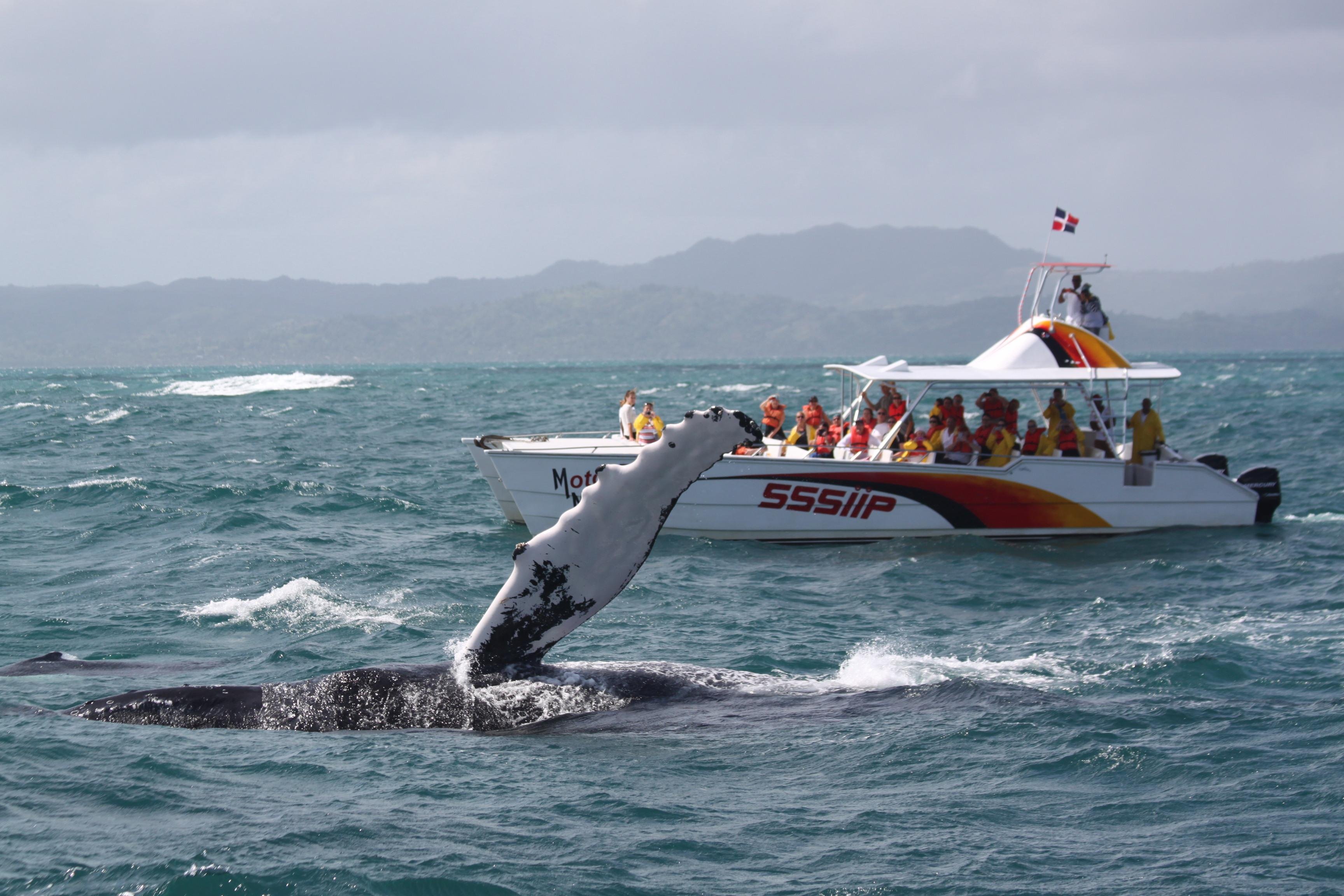 Samana Humpback Whale Watching & Cayo Levantado Day Trip