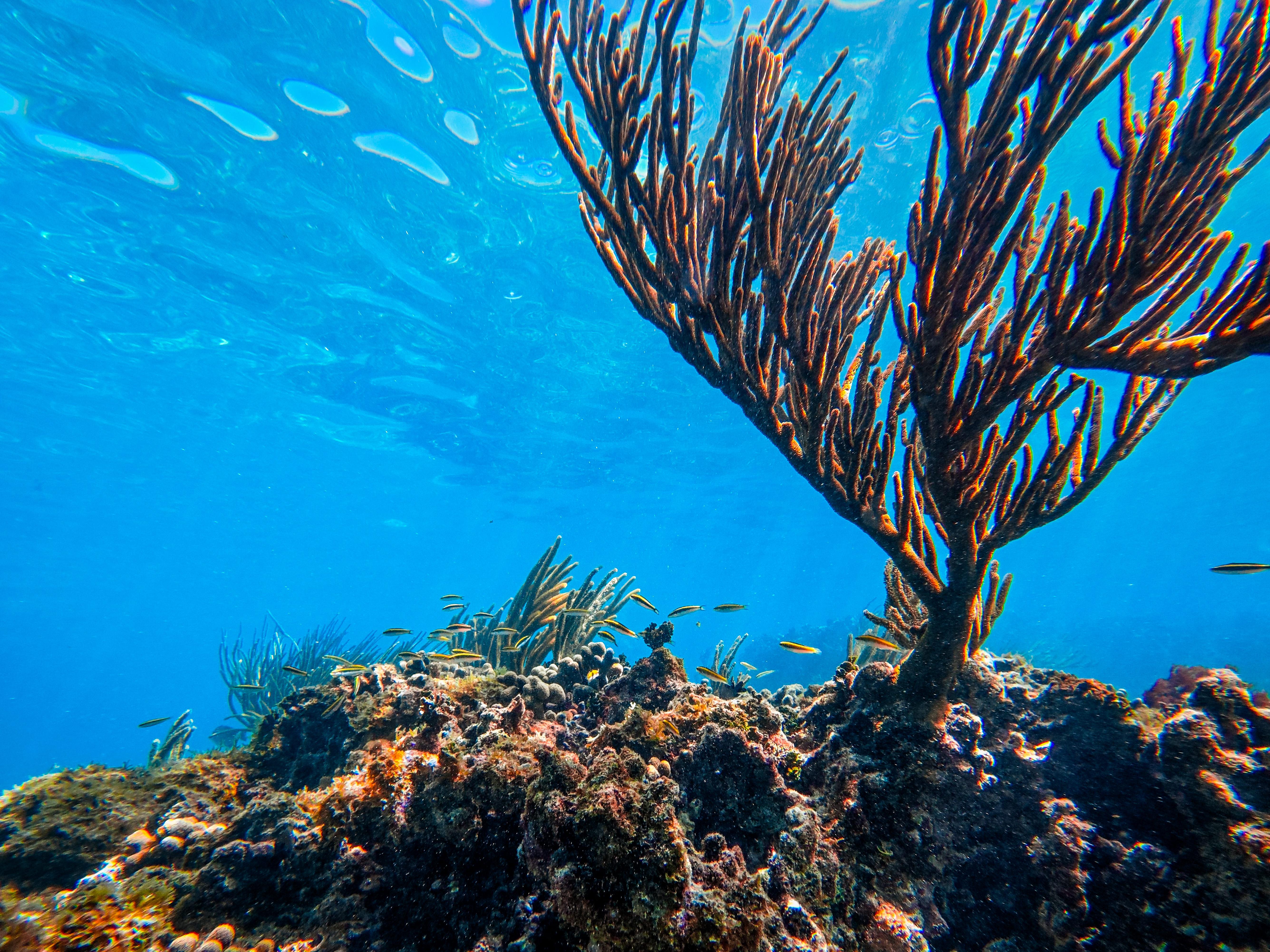Tulum Ocean Snorkel: Sea Turtles, Coral Reef & Ruins View