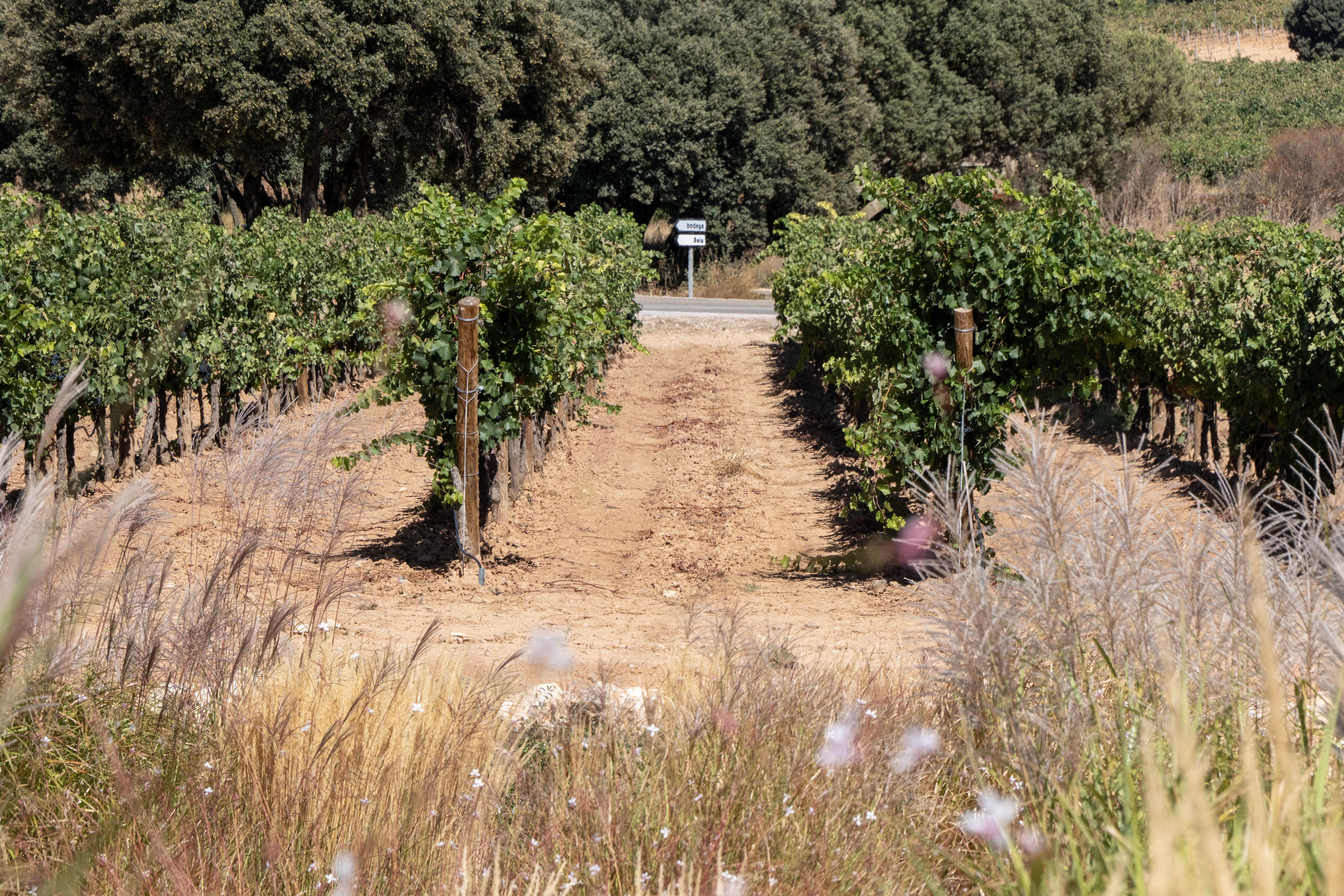 wine tour in Ribera del Duero — photo 17