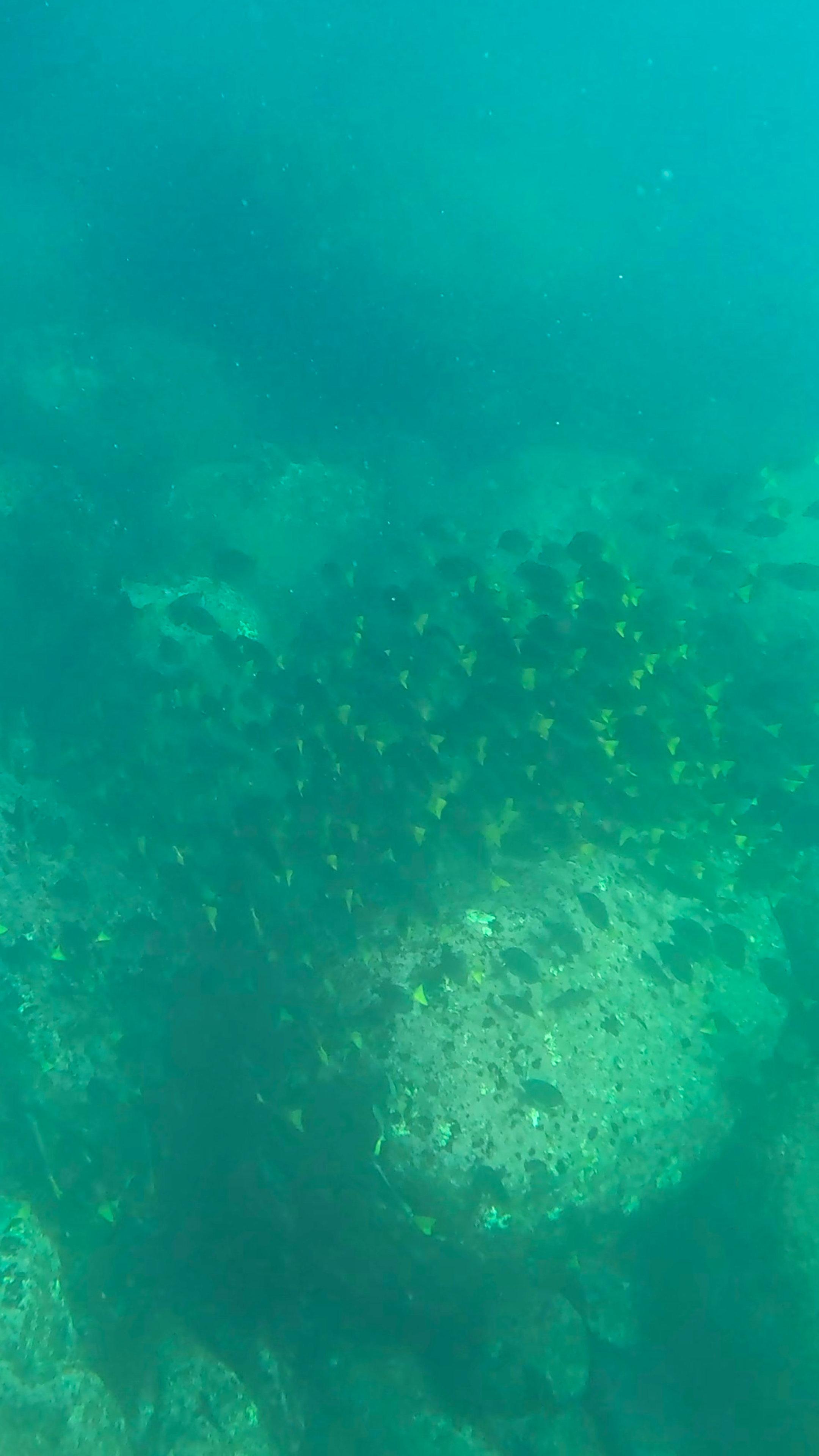 Cabo Pulmo National Park: Full-Day 2-Tank Scuba Diving Adventure