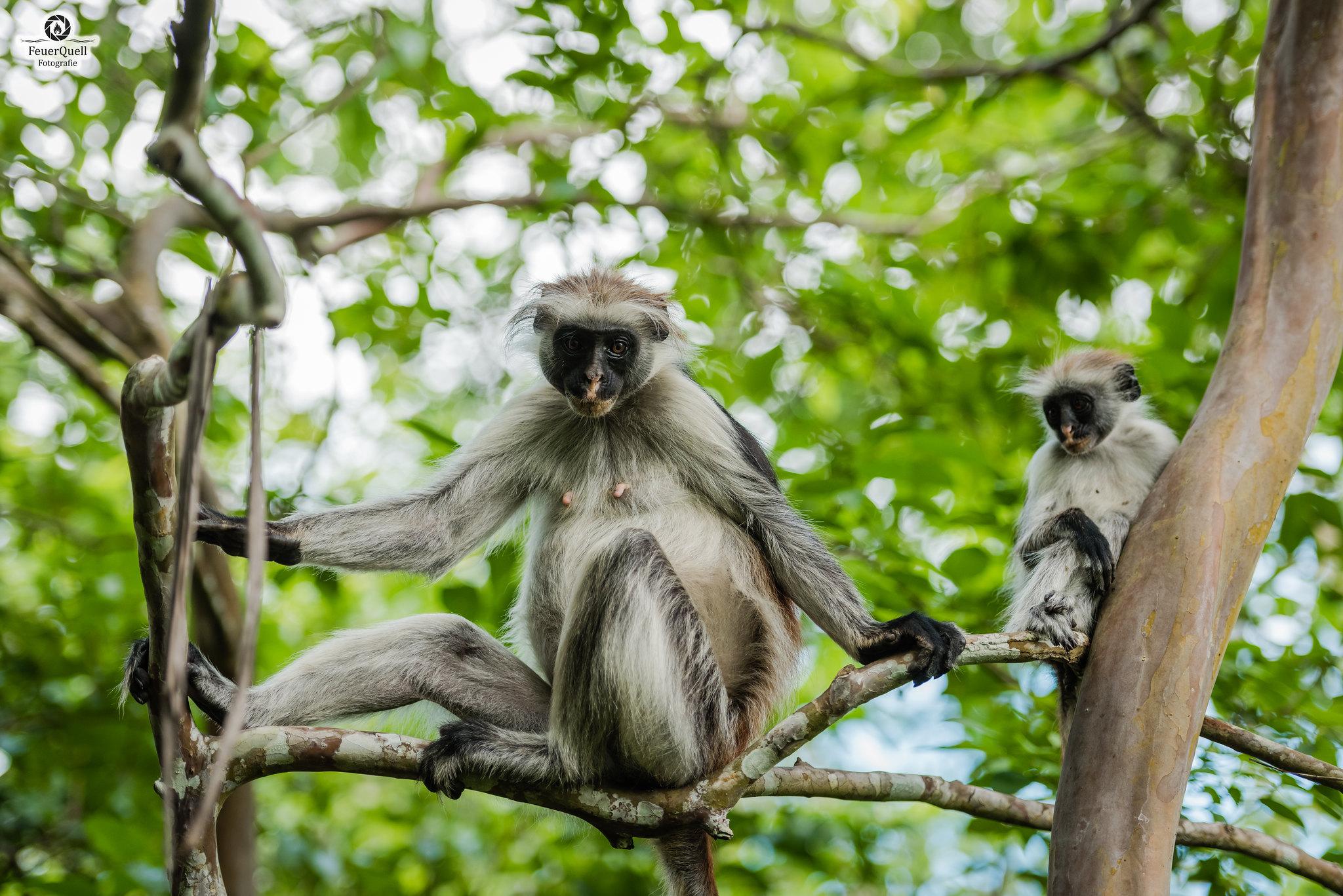 Zanzibar Hidden Gems: Secret Beach, Kuza Cave & Jozani Forest