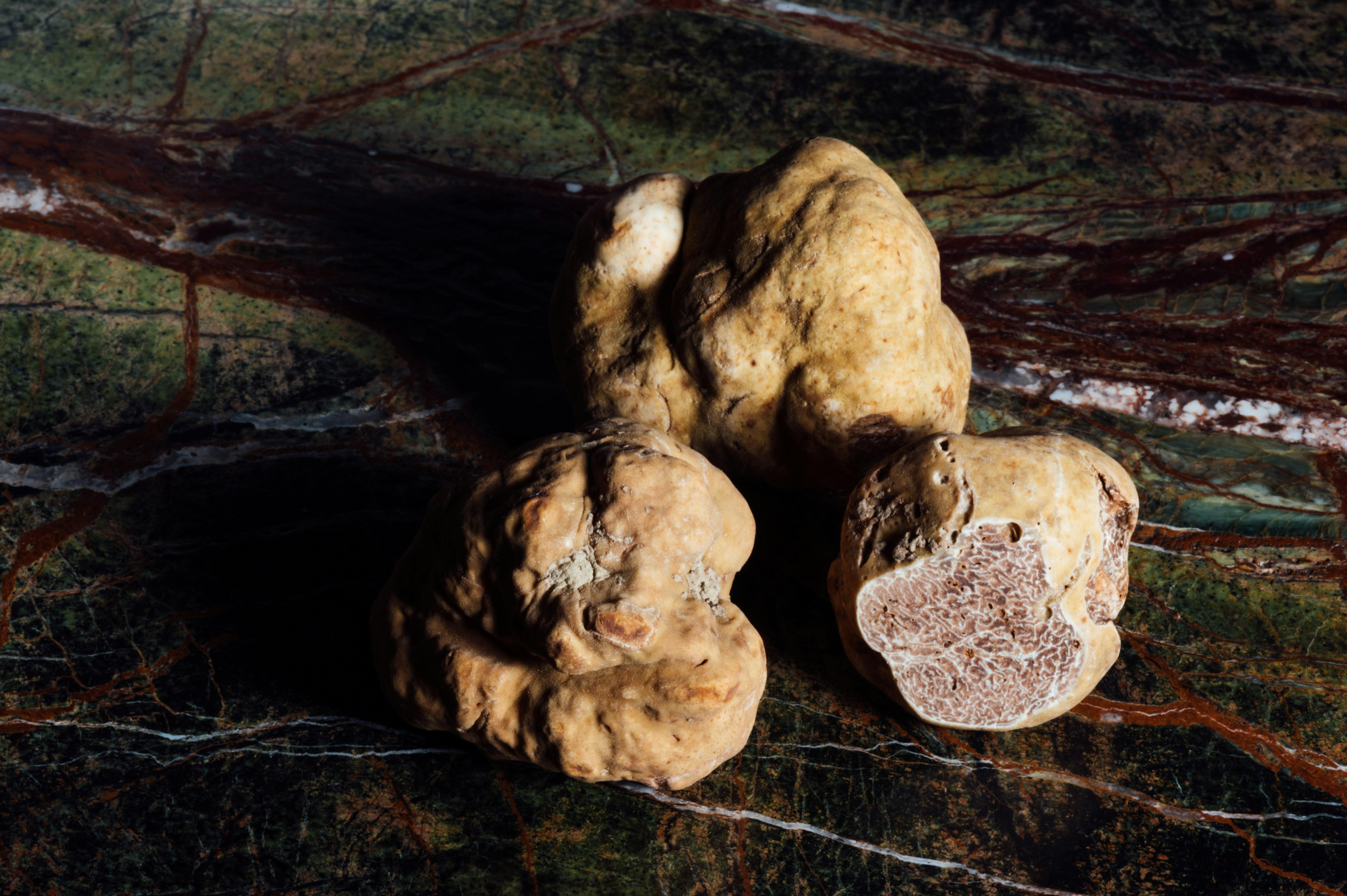 truffle hunting in Piedmont — photo 8