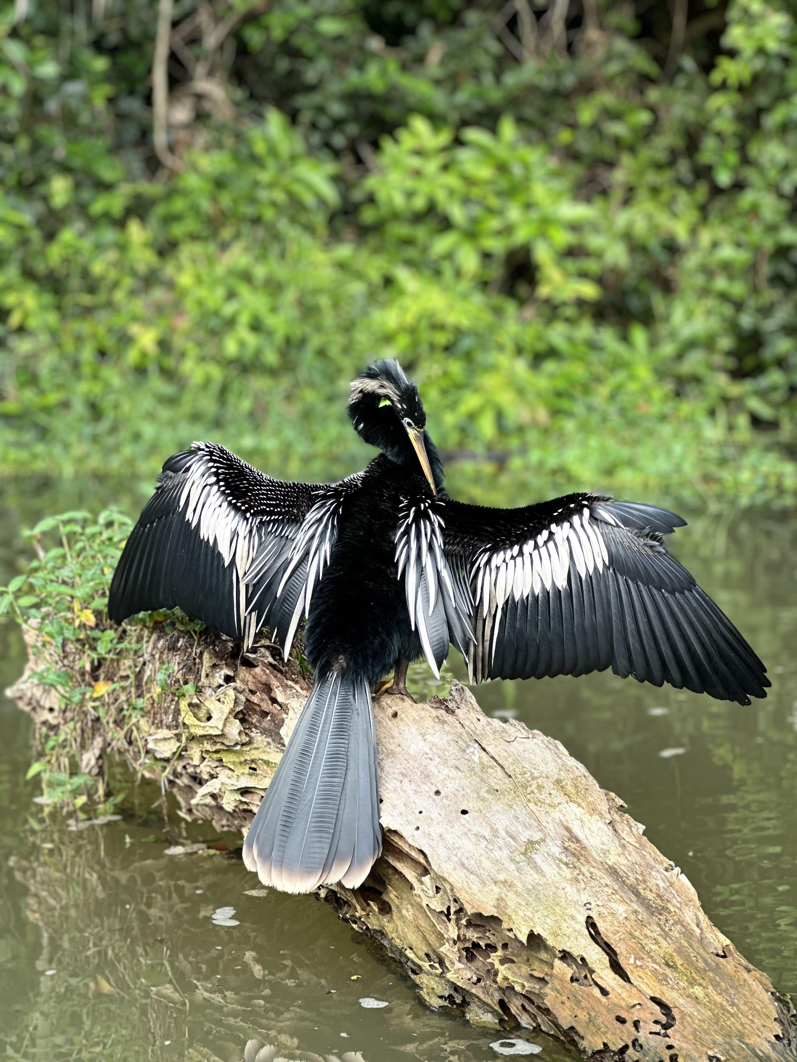 Tortuguero Canal Wildlife Boat Tour