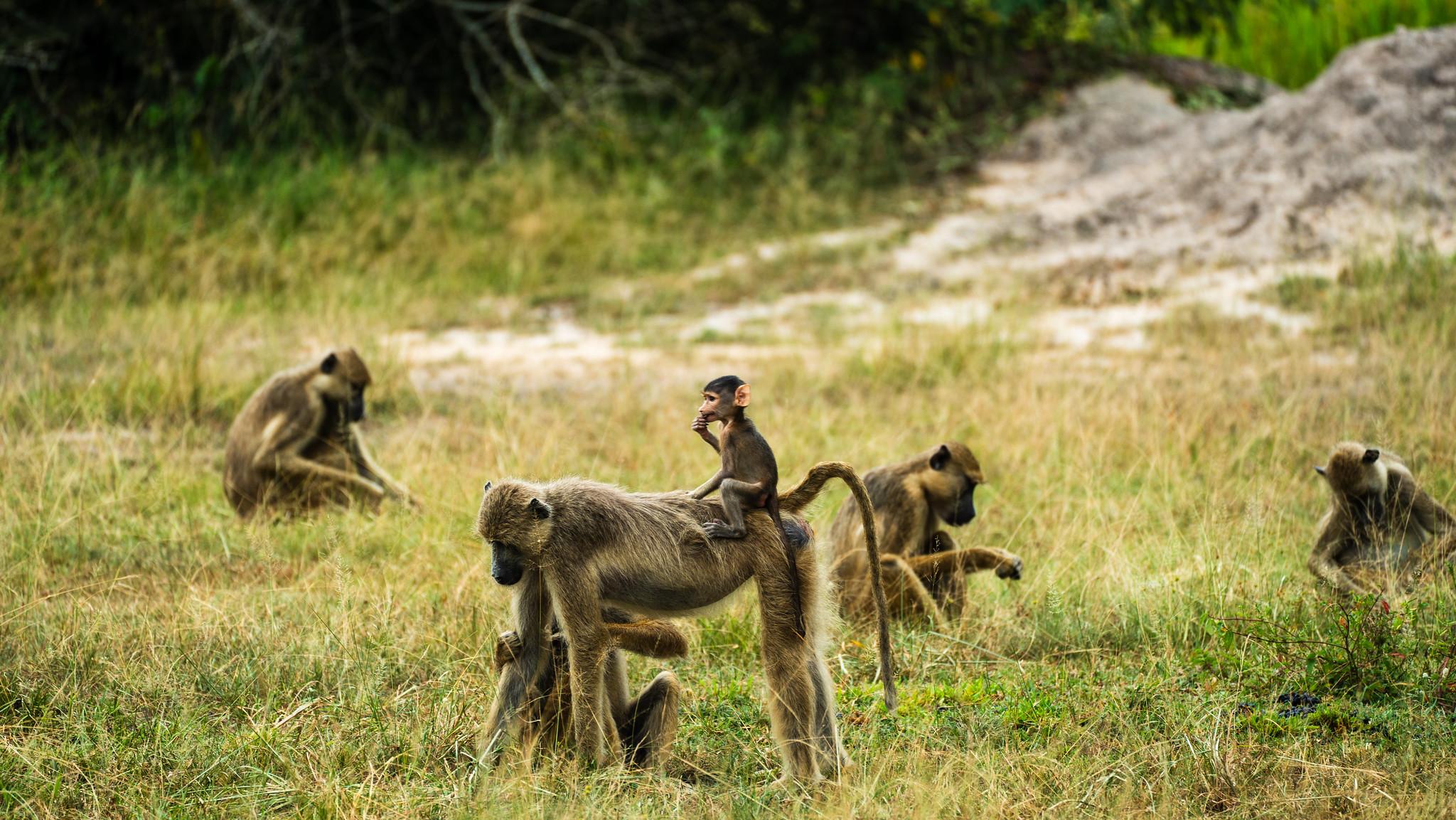 Zanzibar to Selous: Full-Day Safari with Bush Lunch (+ 2-Day Option)