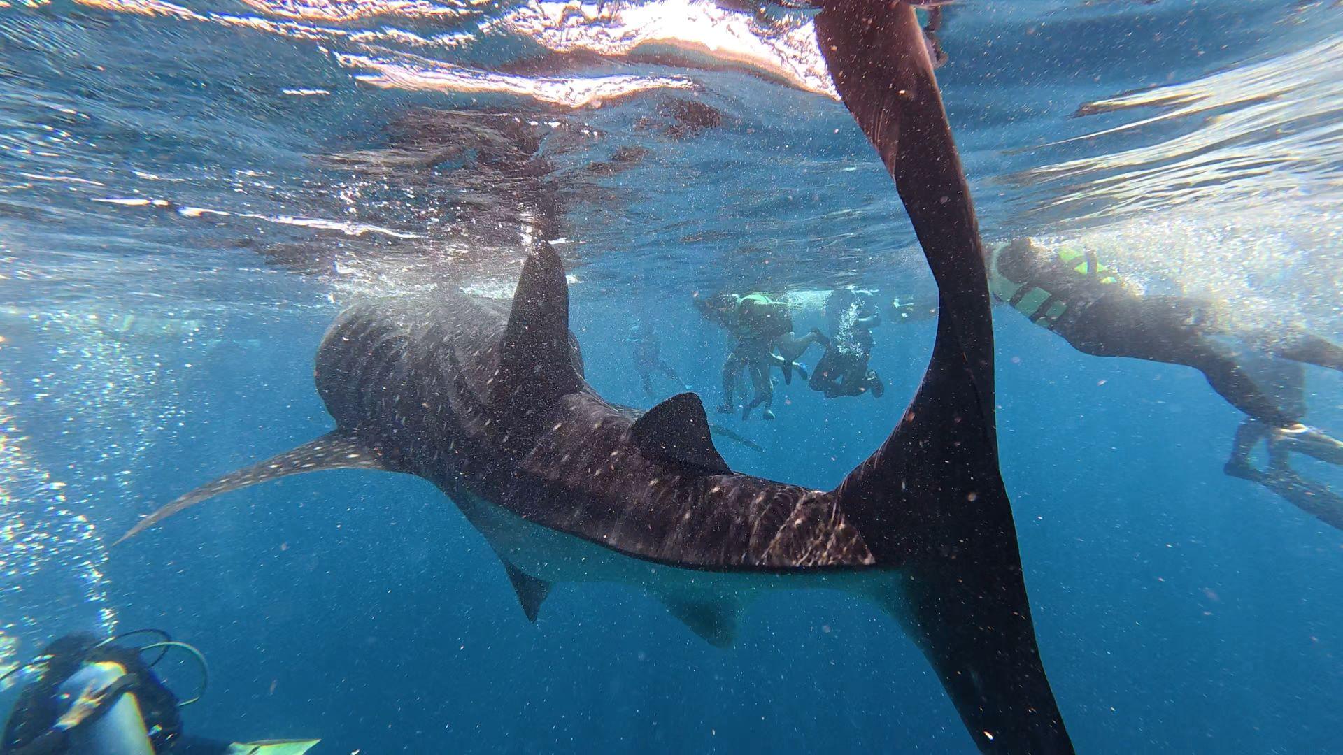 Private Oslob Whale Shark Expedition from Cebu