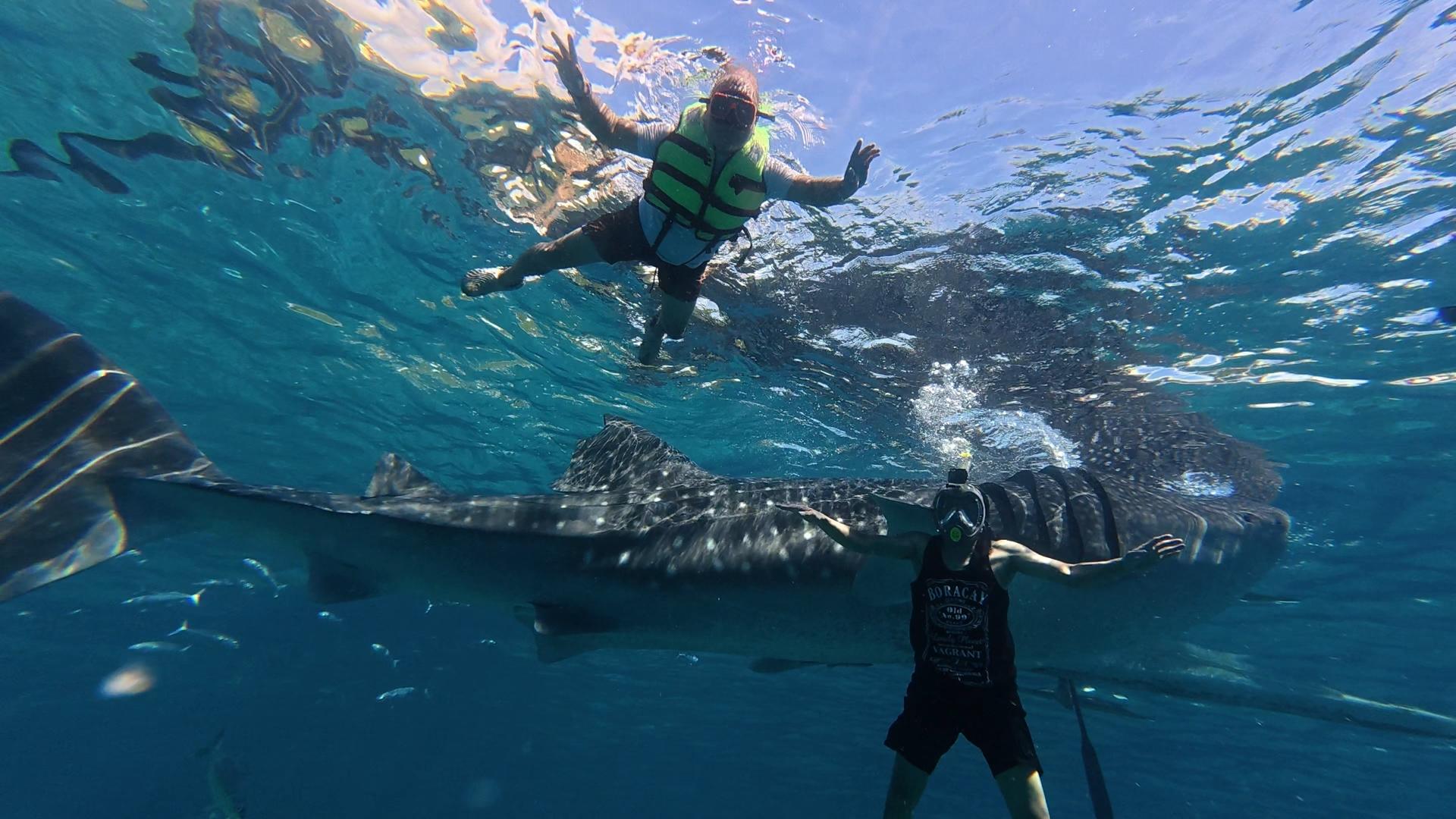 Private Oslob Whale Shark Expedition from Cebu