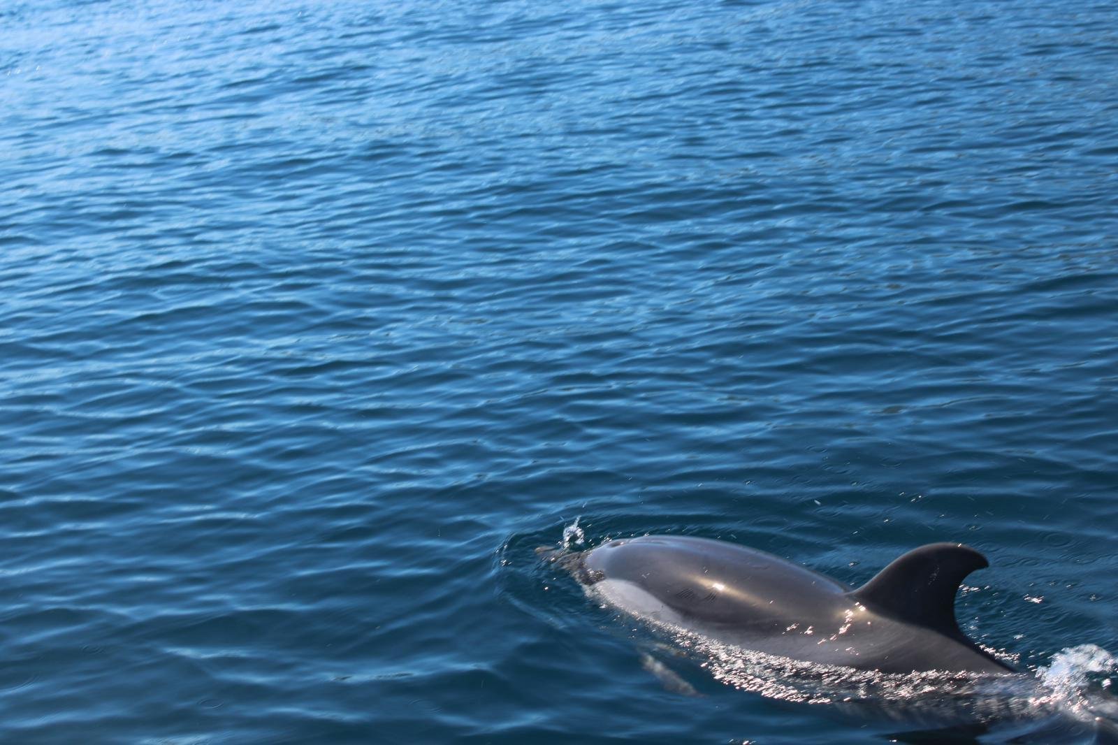 Taormina Sunset Catamaran & Dolphin Watching Cruise