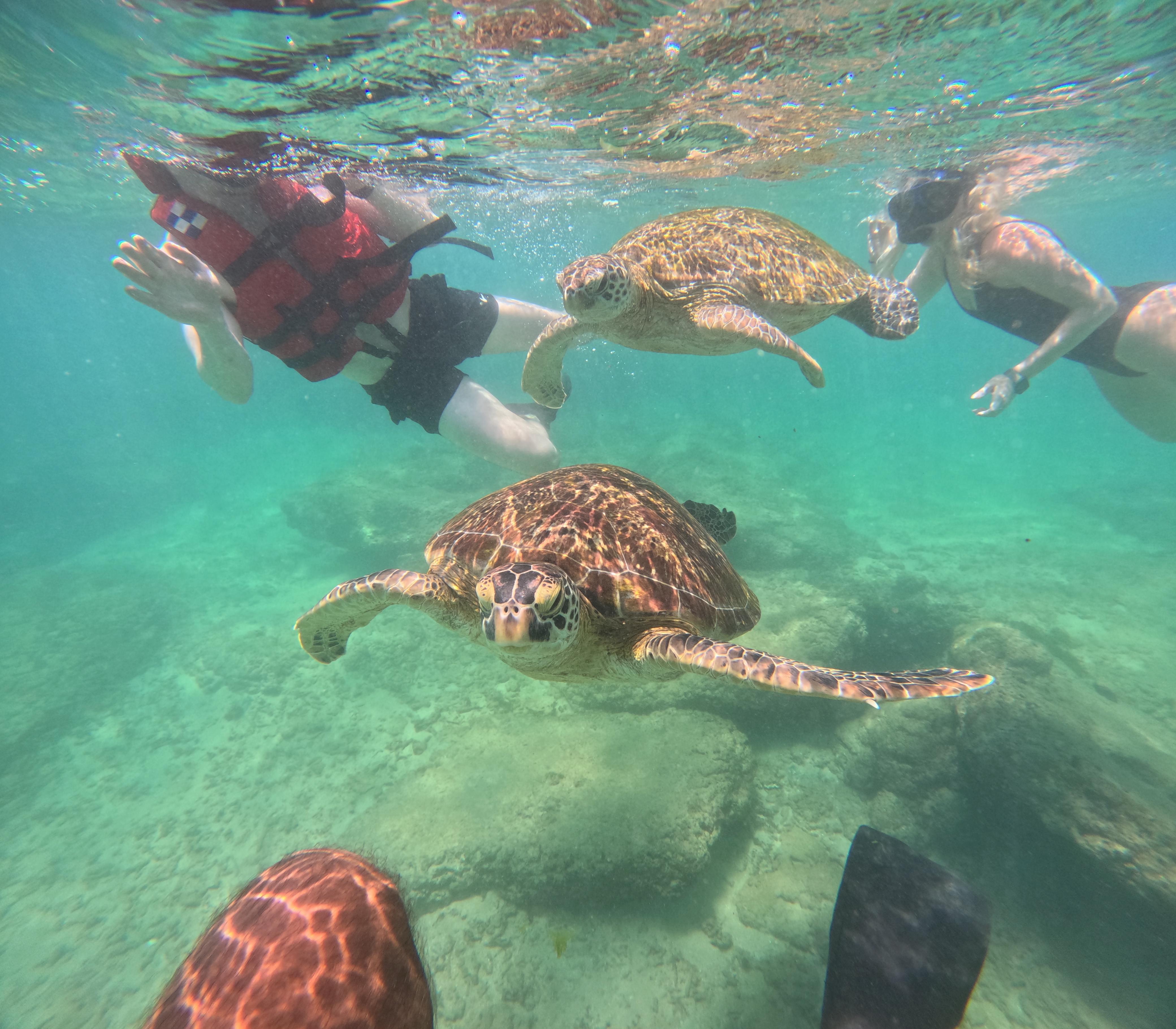 Mirissa Blue Whale Safari & Turtle Snorkeling Adventure