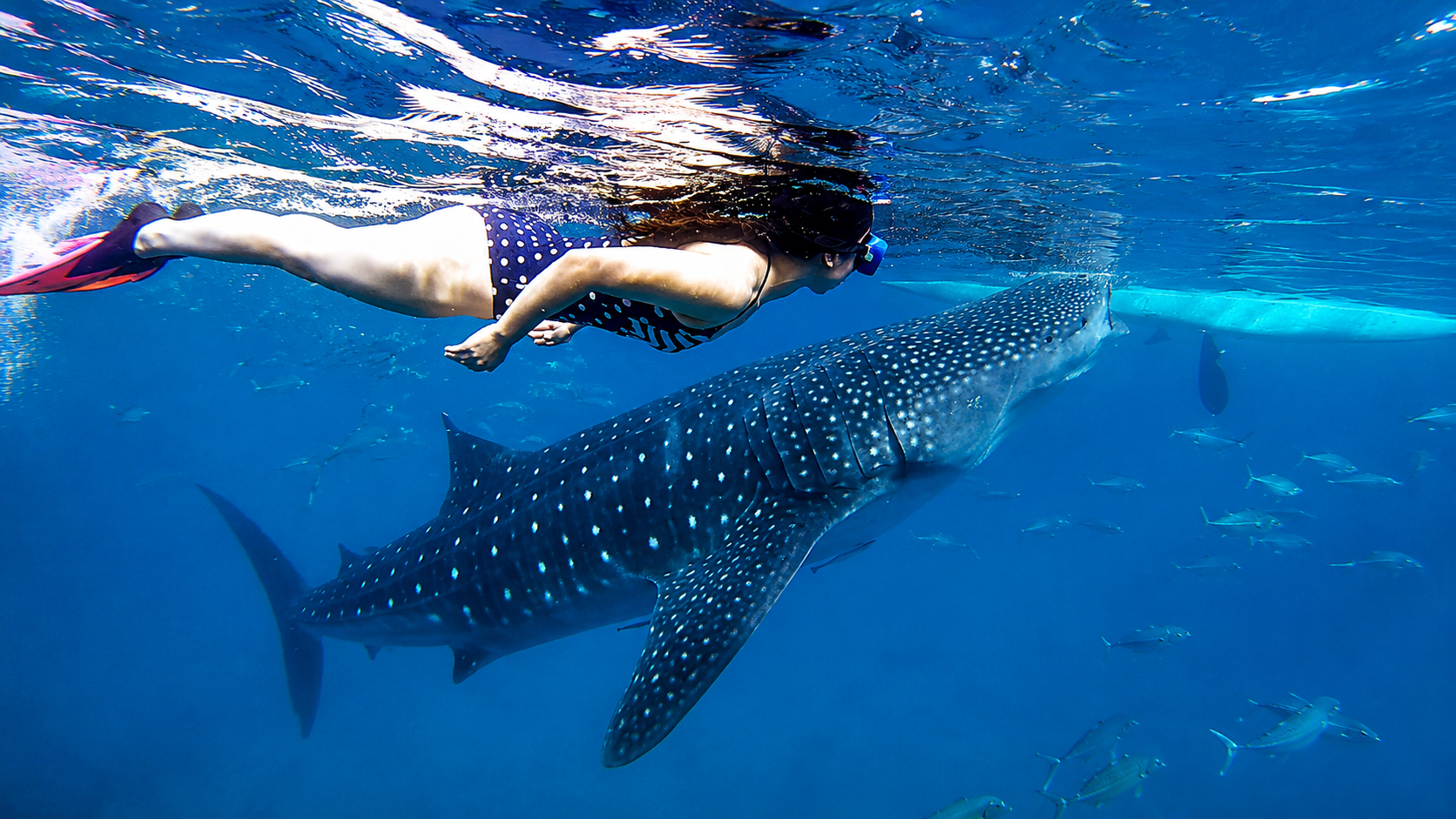 Cebu Whale Shark Swim & Kawasan Falls Canyoneering – Full-Day Adventure