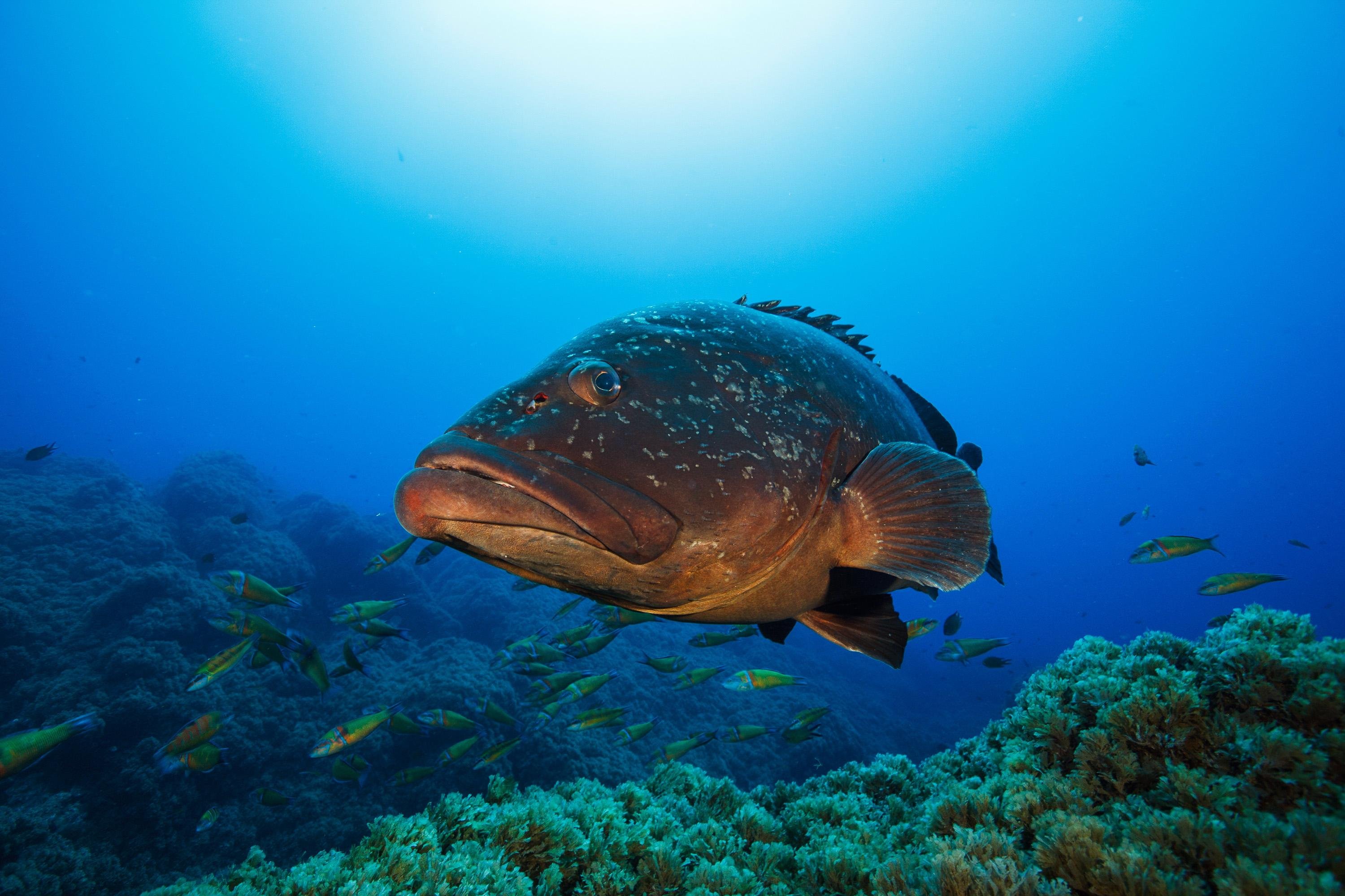Guided Boat Diving Adventure in Vila Franca do Campo