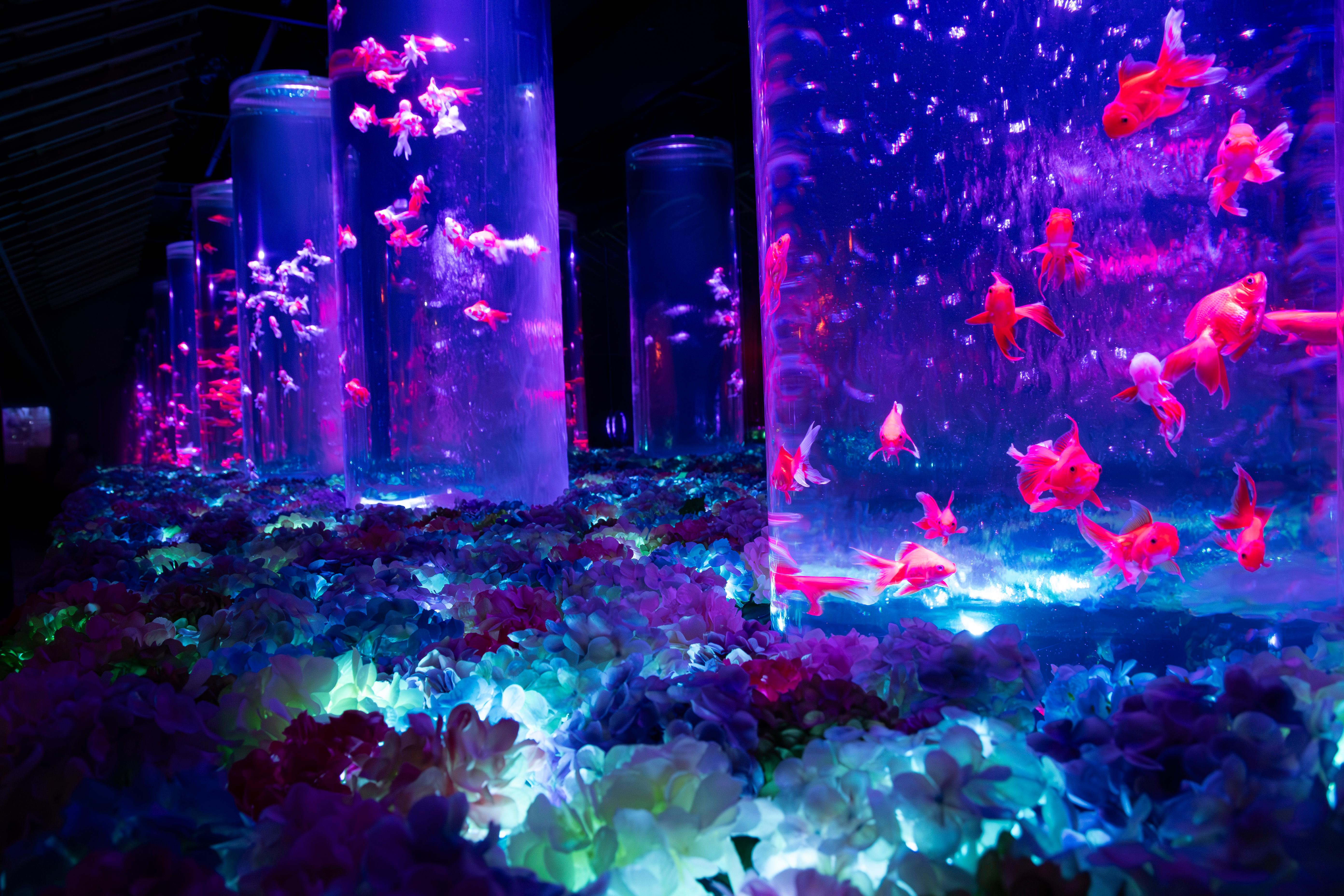 Tokyo Art Aquarium Museum GINZA Admission Ticket