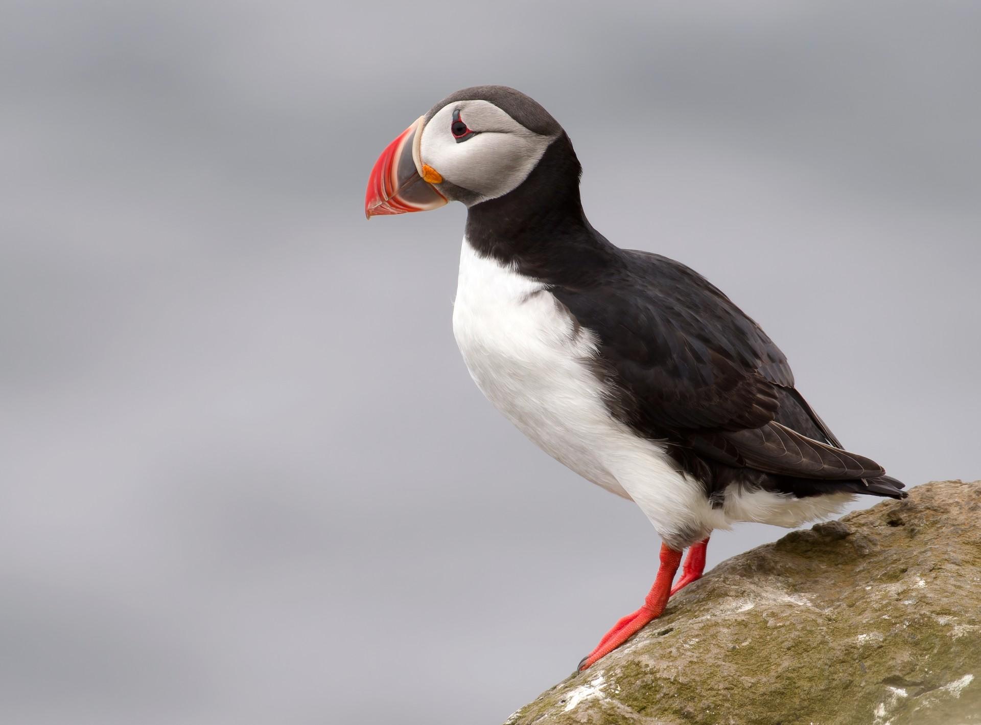 Whale & Puffin Watching from Hauganes