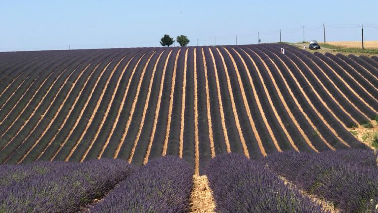 Valensole lavender fields in Provence — guided lavender tour photo 15