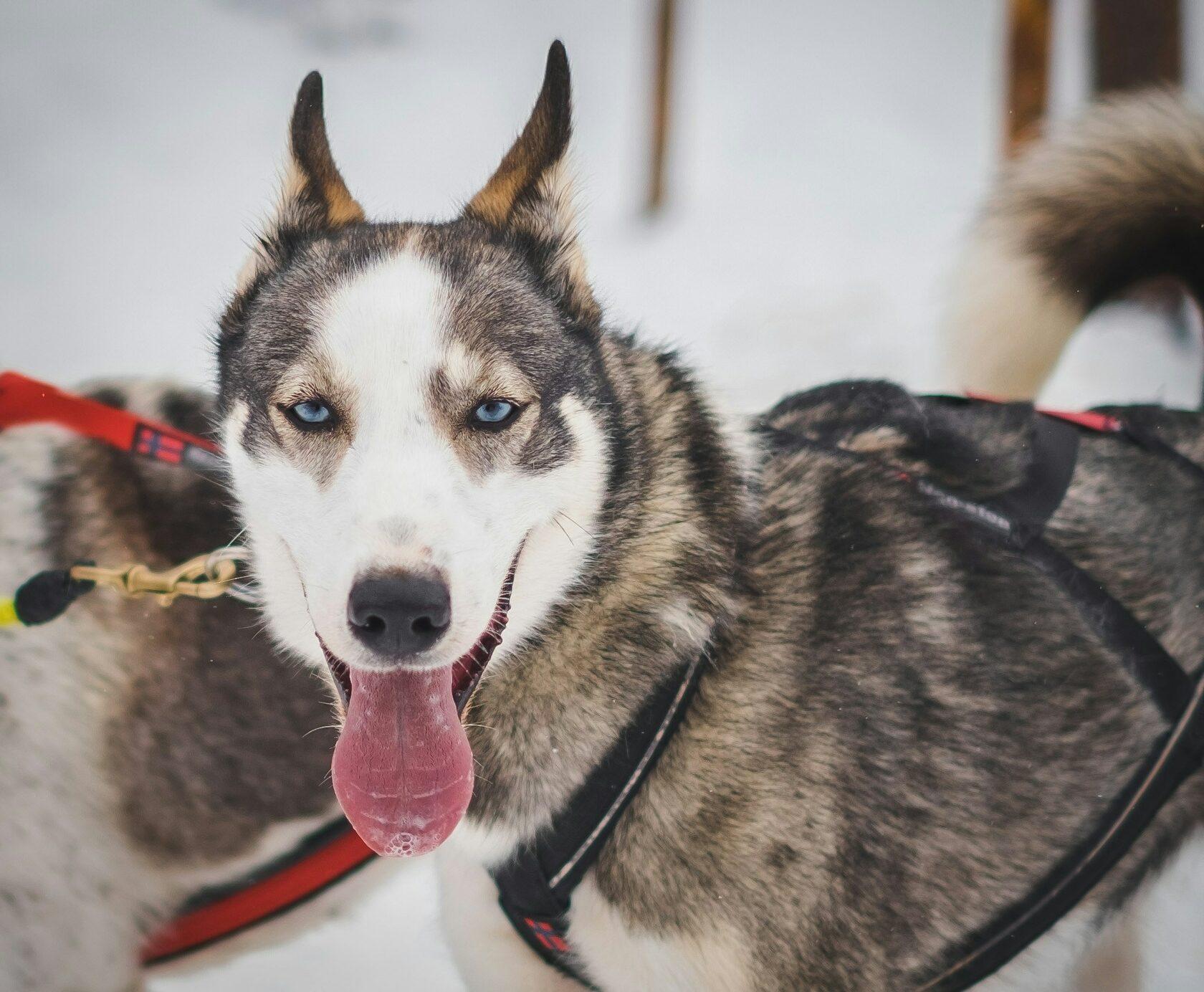 Rovaniemi Private Husky Safari with Sled Ride & Hot Drinks