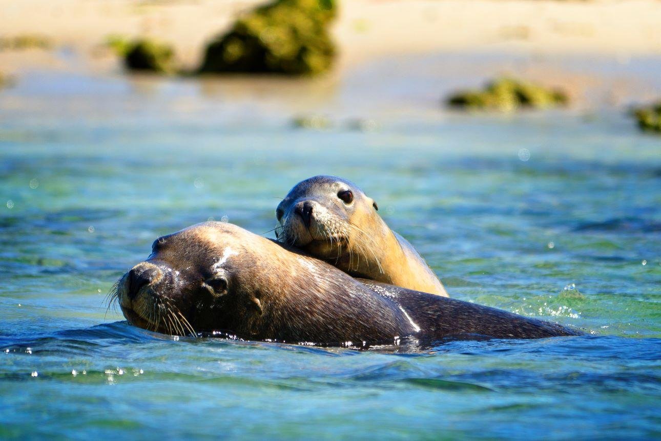 Shoalwater Islands Marine Park Wildlife Cruise