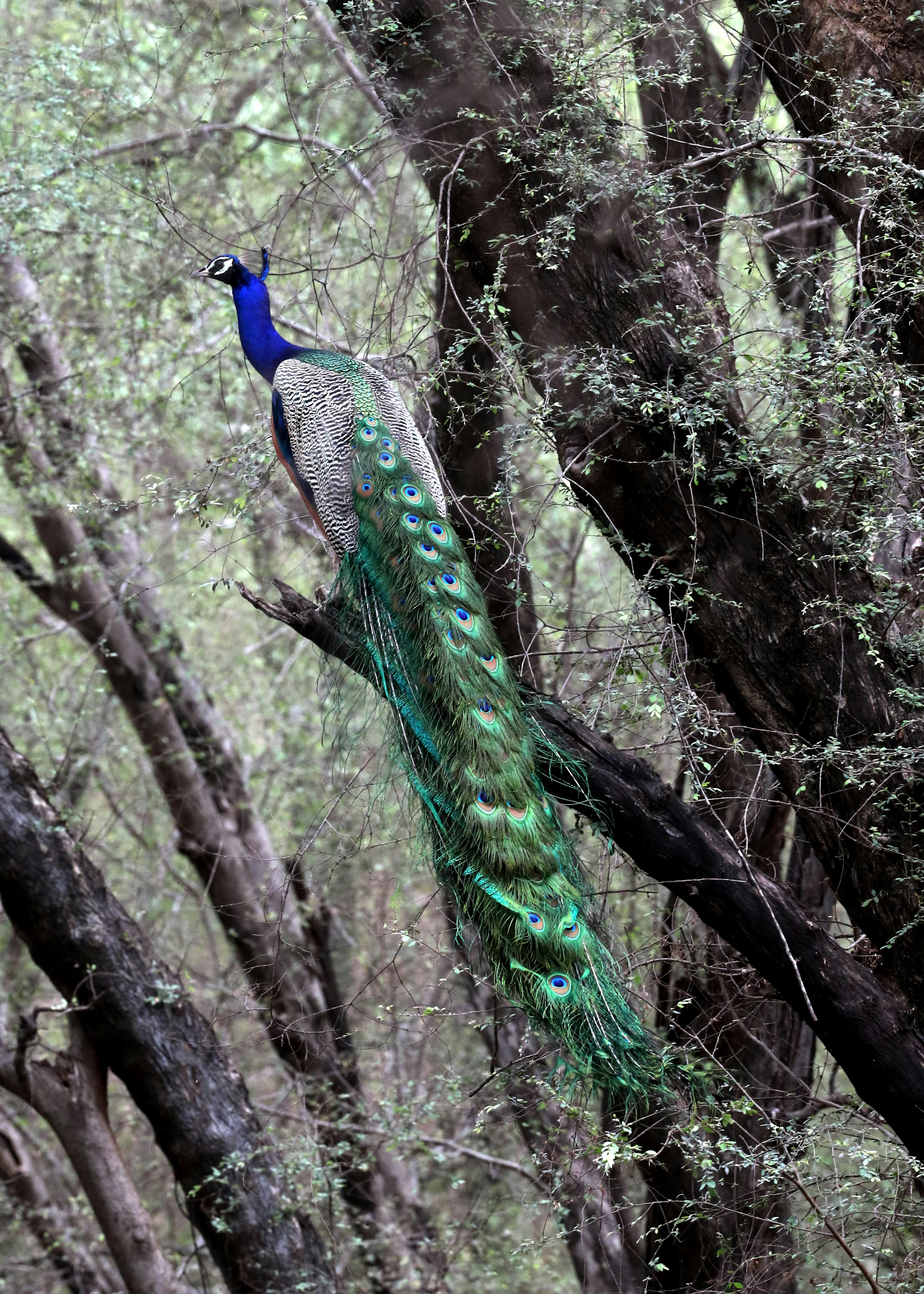 Jaipur Jhalana Leopard Safari Park – Guided Wildlife Tour