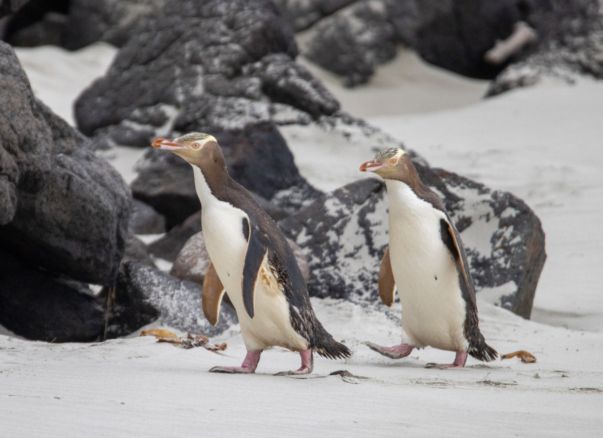 Dunedin: Otago Peninsula Clearwater Wildlife Tour