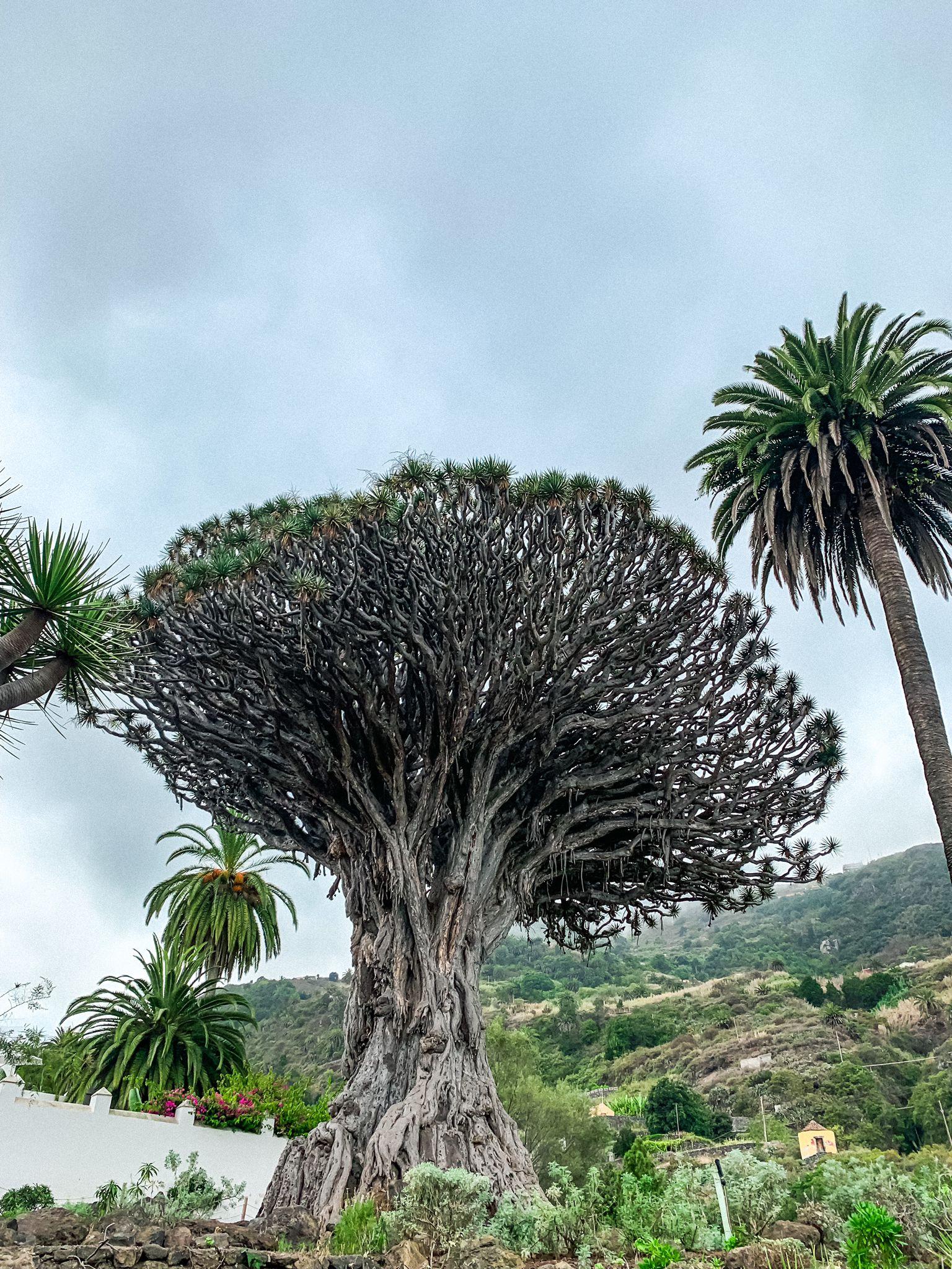 Teide National Park & Northern Villages Day Tour