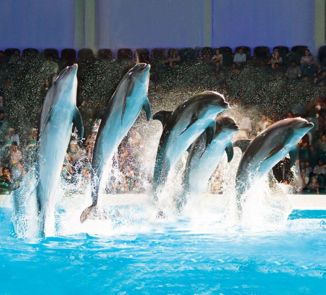 Dubai Dolphinarium: Marine Mammal & Exotic Bird Performance