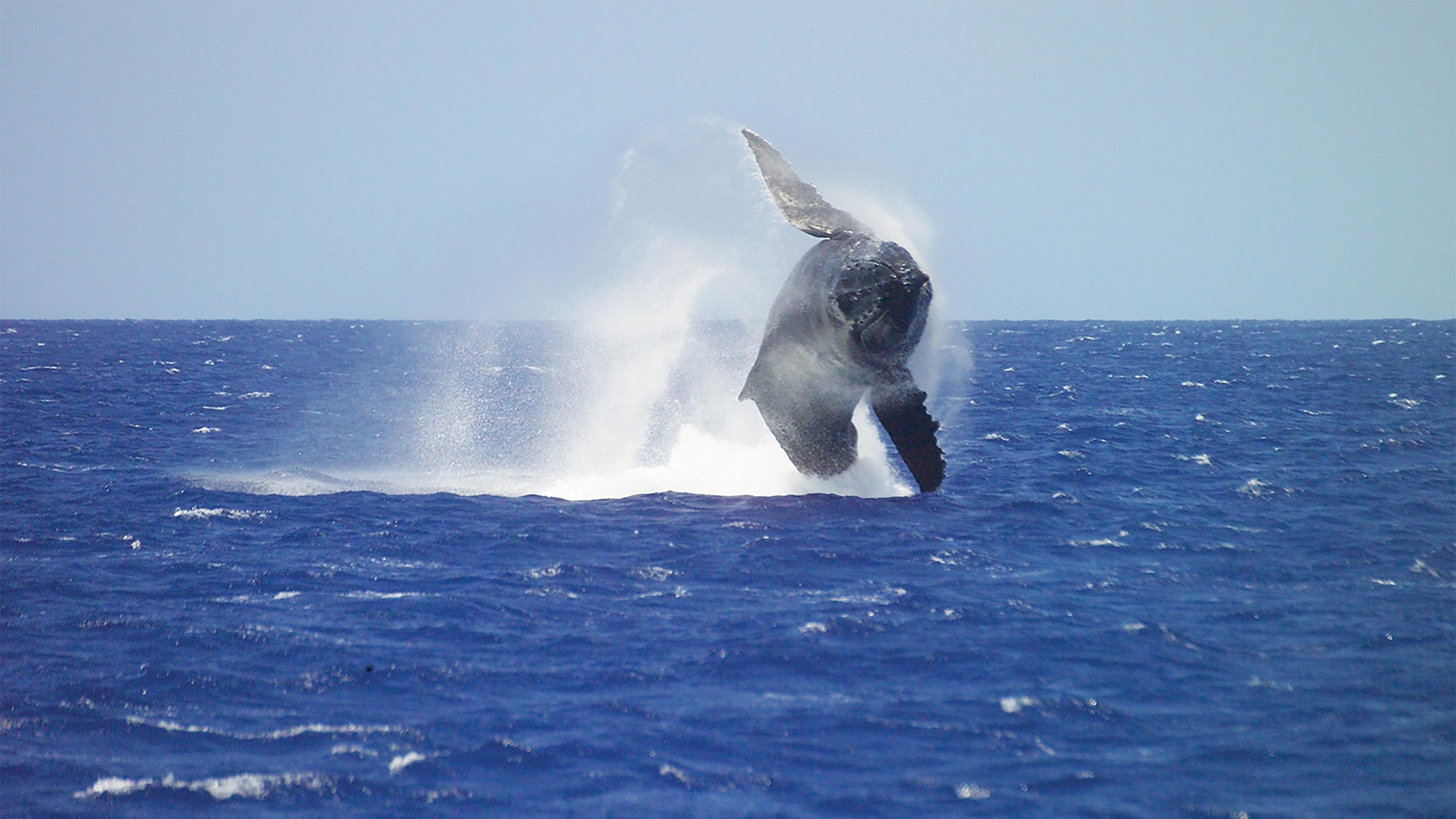 Honolulu Humpback Whale Watching Morning Cruise