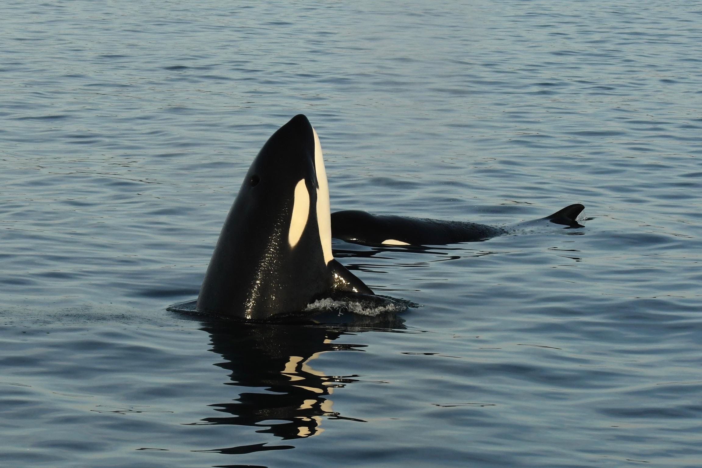 Anacortes Zodiac Whale Watching Expedition