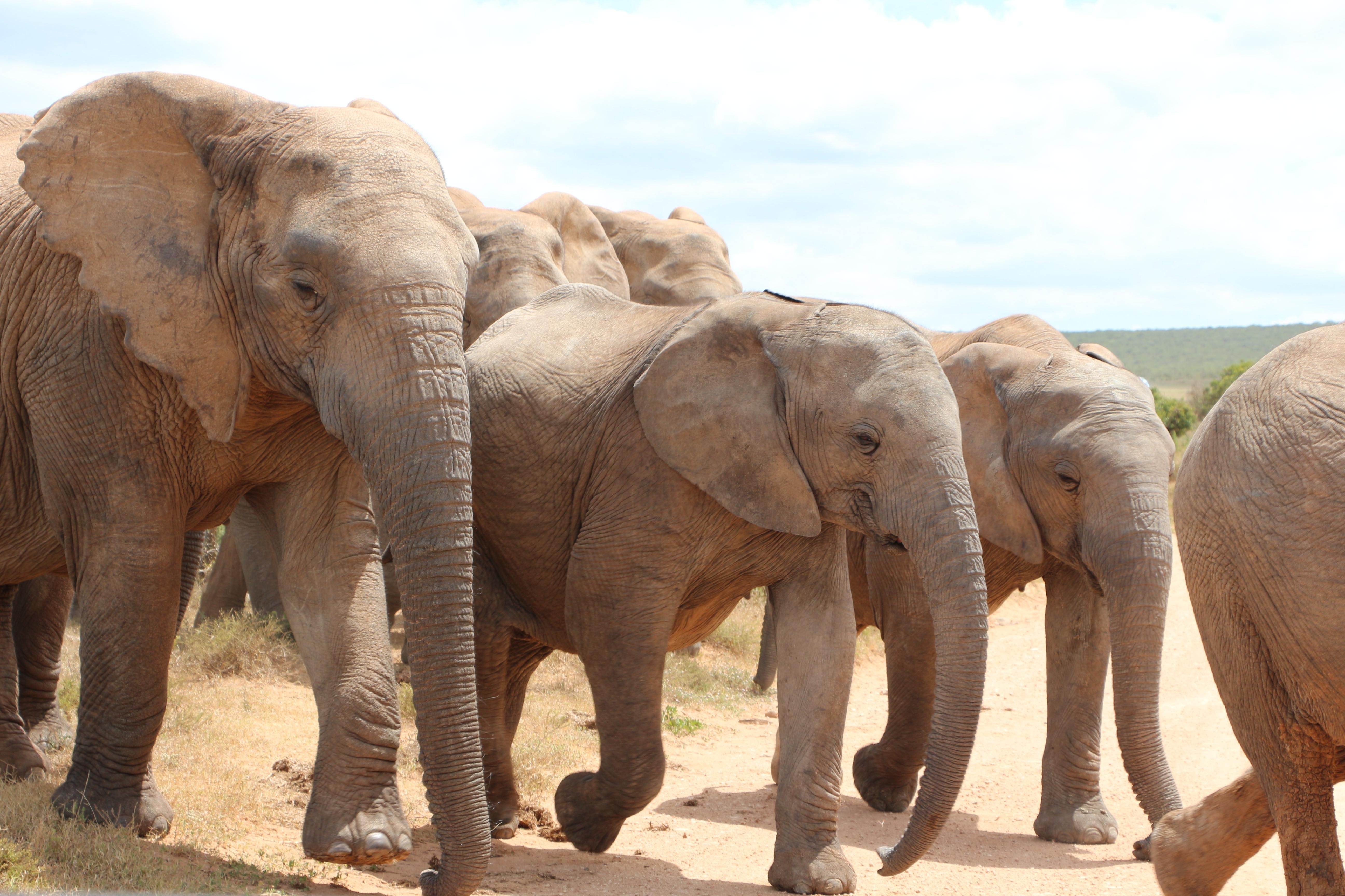 Full-Day Addo Elephant Park Safari with BBQ Lunch