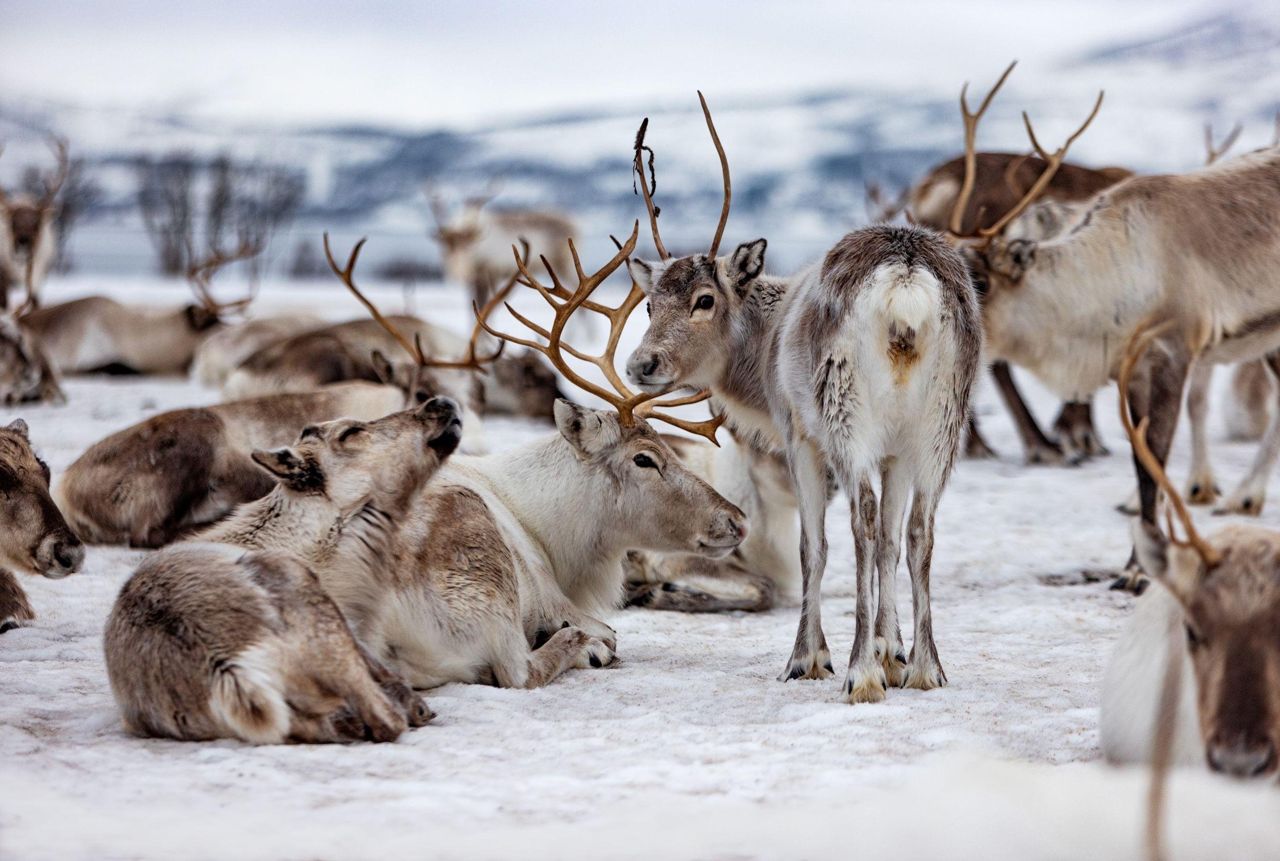 Tromsø: Reindeer Camp and Sami Cultural Tour with Lunch