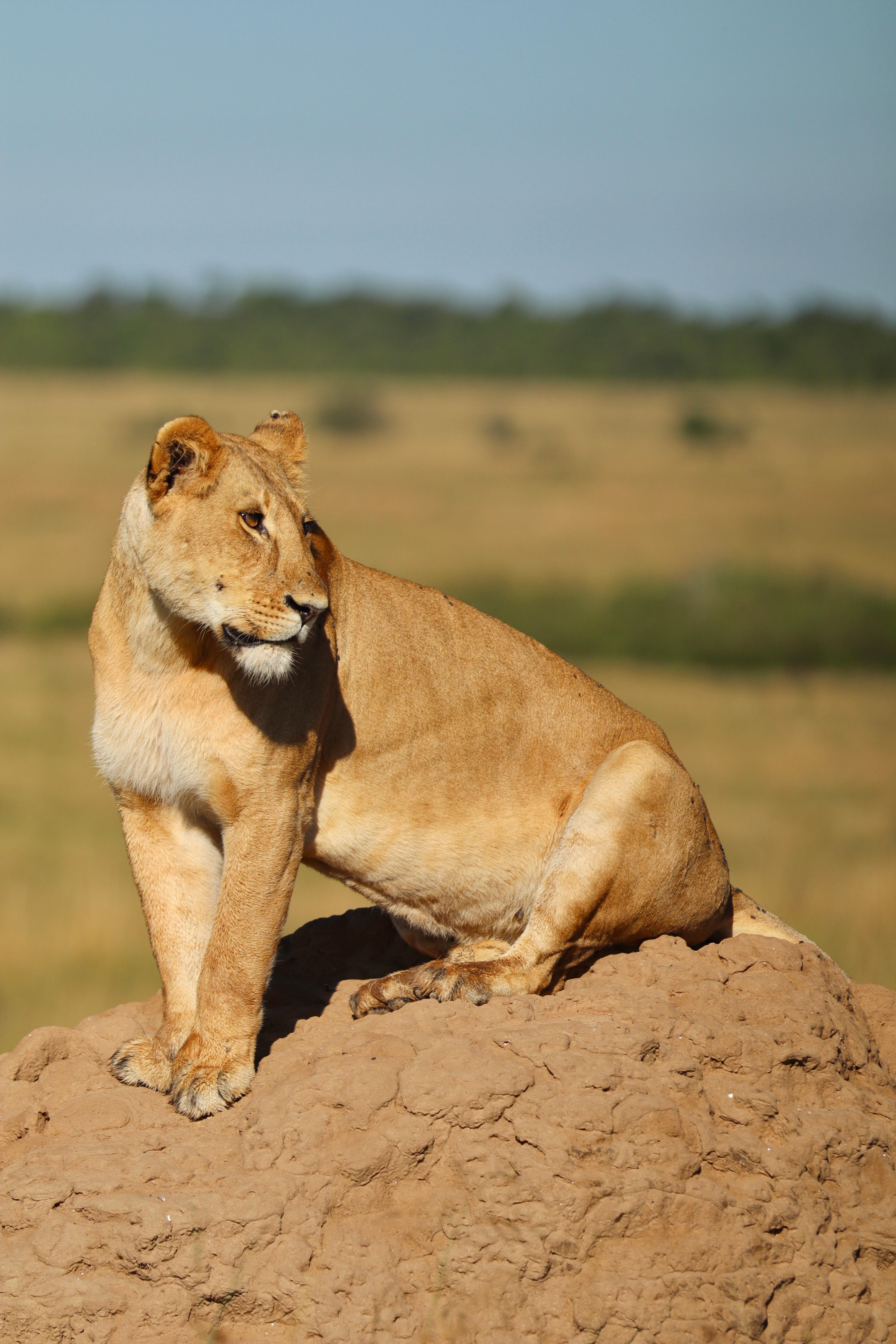 3-Day Masai Mara Safari Adventure from Nairobi