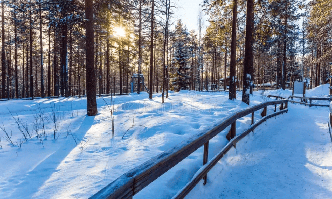 Rovaniemi to Ranua Wildlife Park: Arctic Animal Day Trip