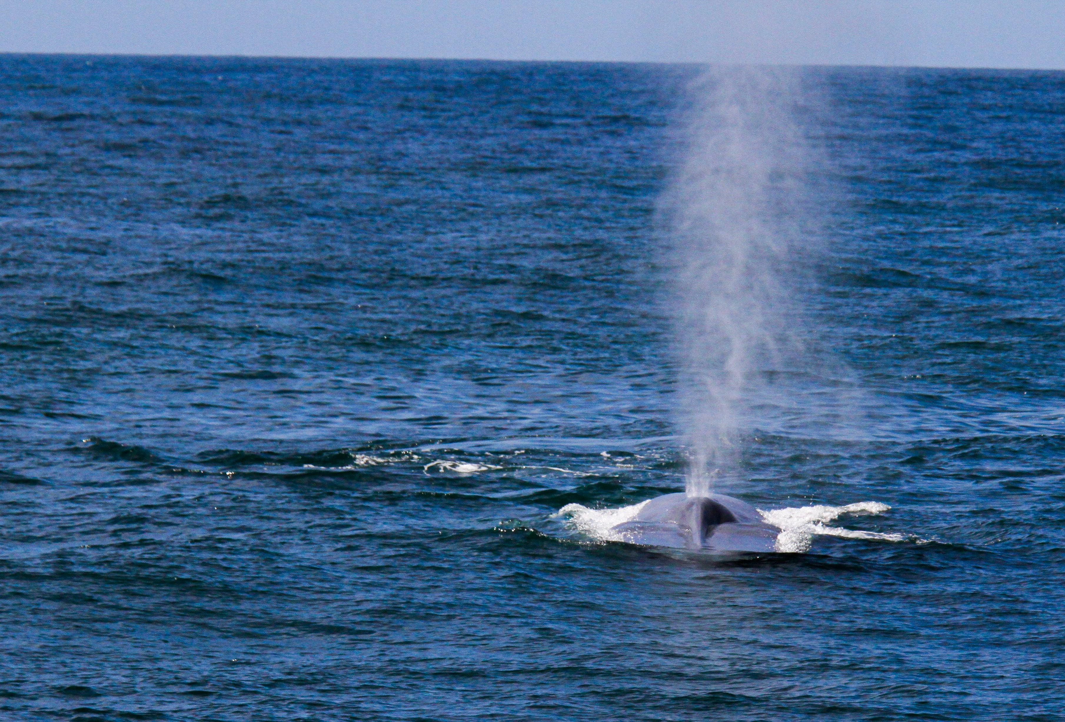 A blue whale blowing a tall spout