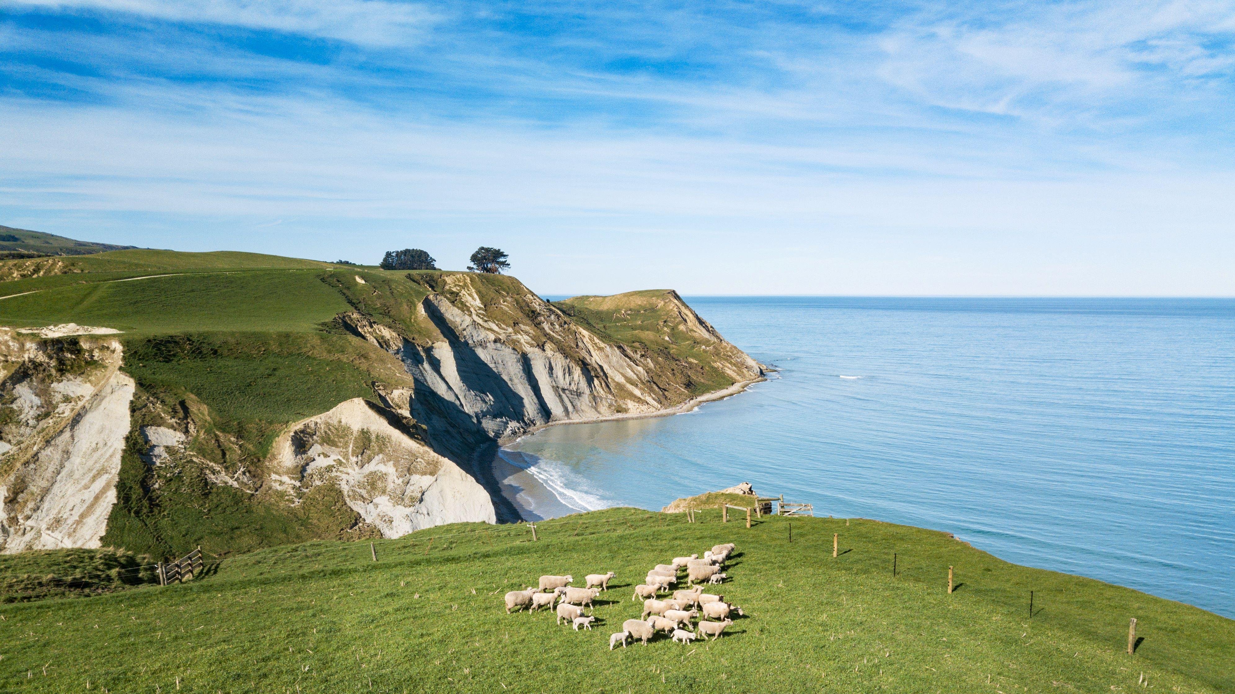 Canterbury Sheep Farm, Winery & Christchurch Tour