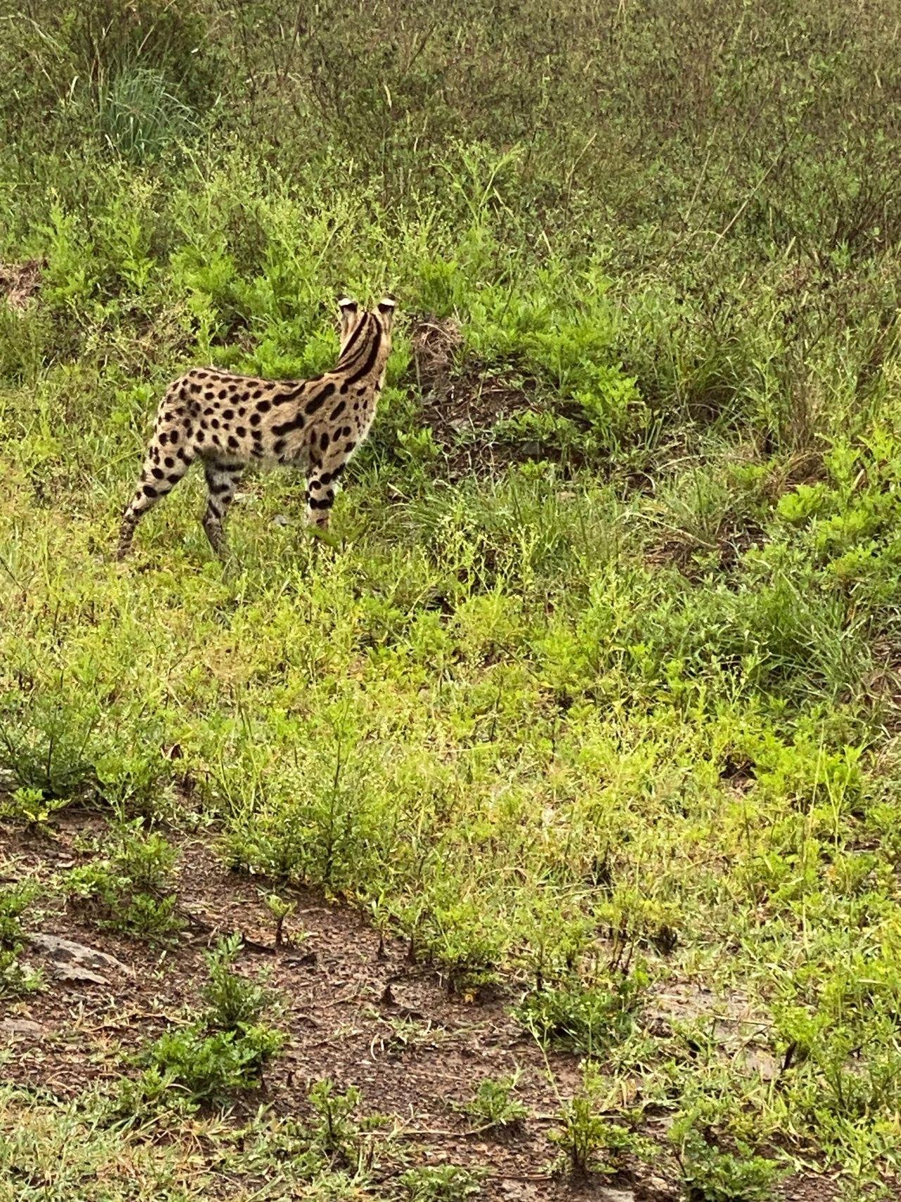 Nairobi Safari: National Park, Elephant Orphanage & Giraffe Center