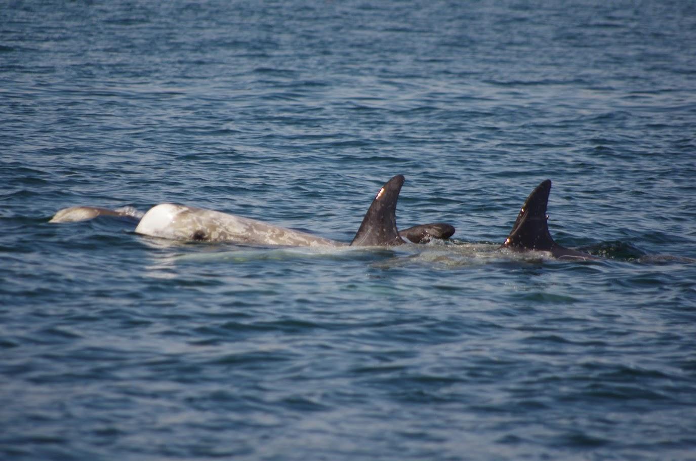 Monterey: Private Whale Watching and Sailing Tour for 6