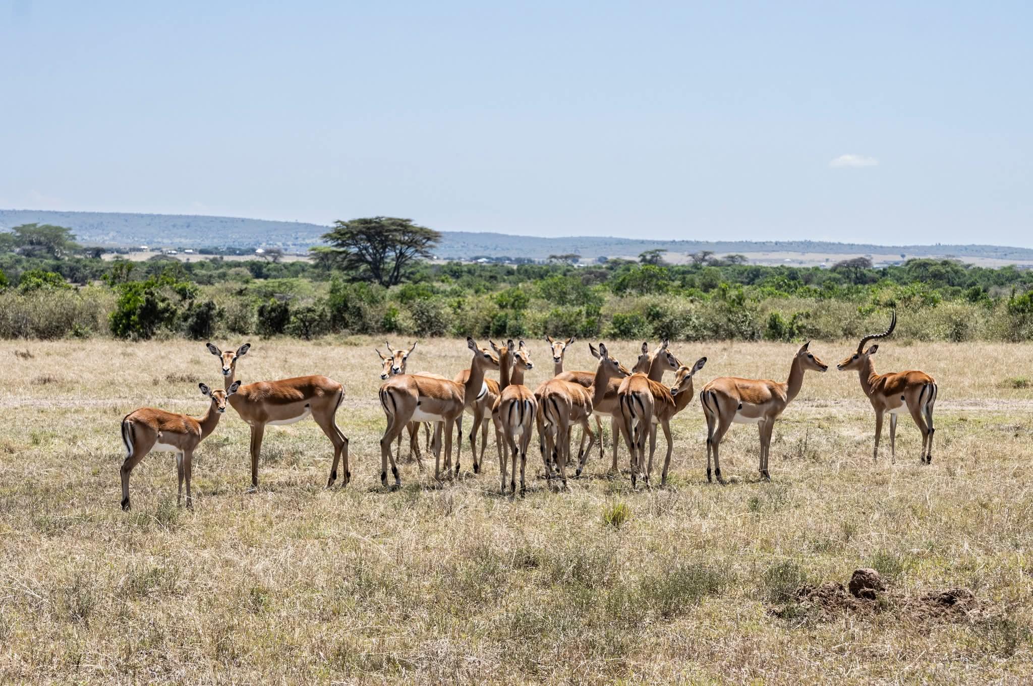 3-Day Masai Mara Safari Adventure