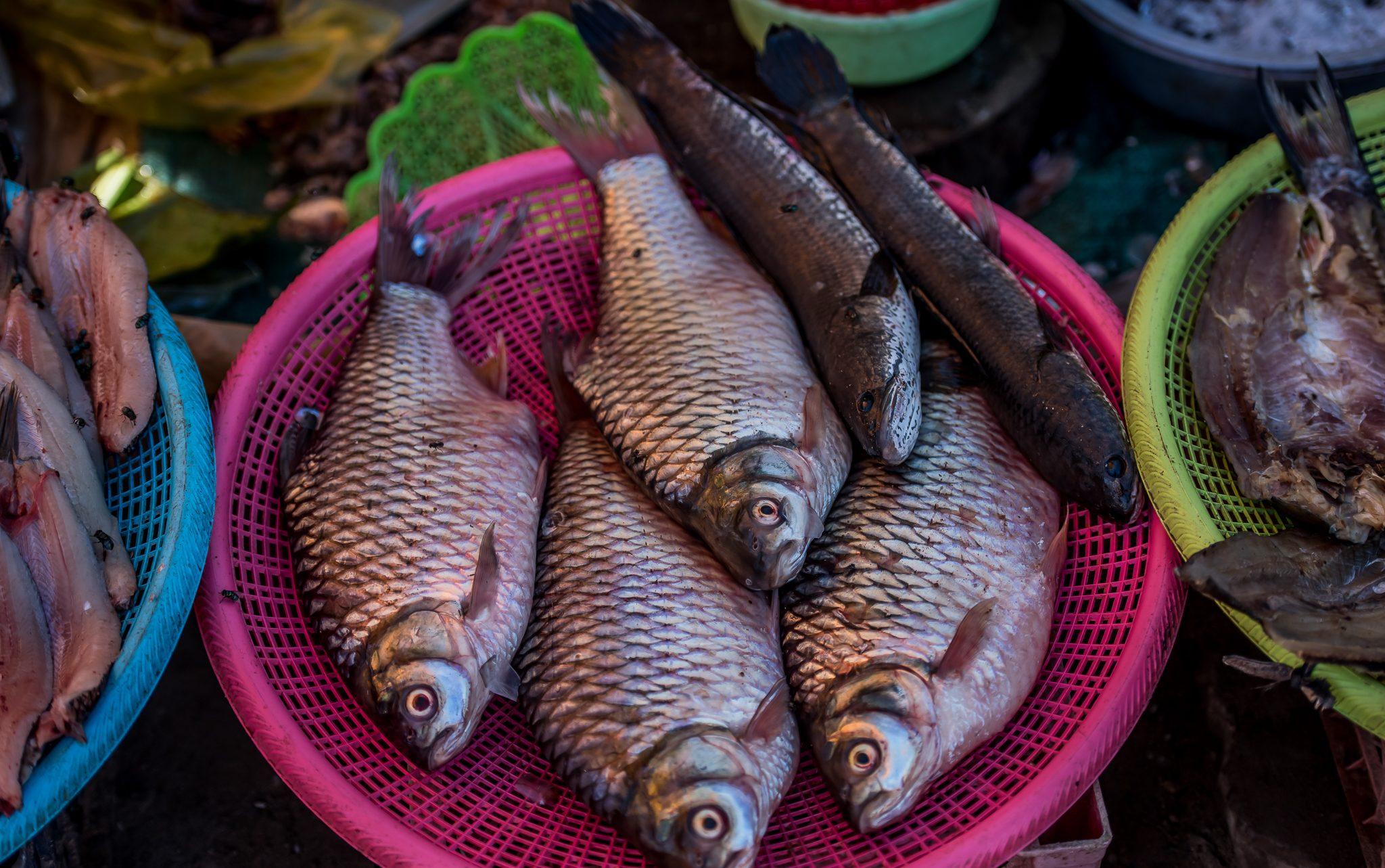 Siem Reap Night Market Street Food Tour with Dinner