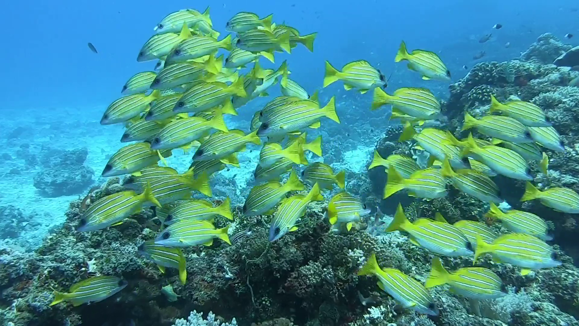 Mnemba Atoll Dolphin & Snorkel Boat Adventure from Kendwa or Nungwi