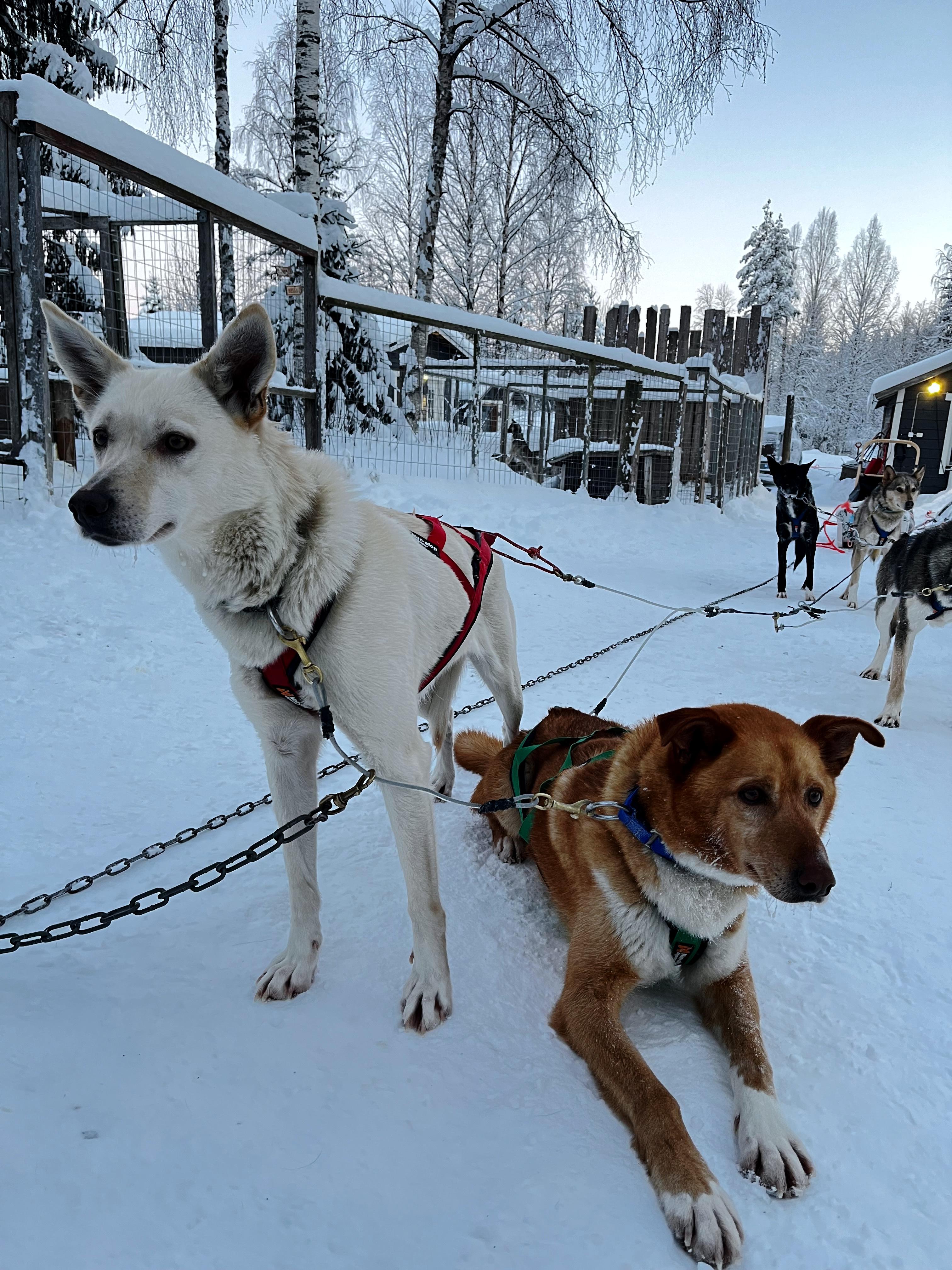 Rovaniemi Husky Safari with Transfers & Fireside BBQ
