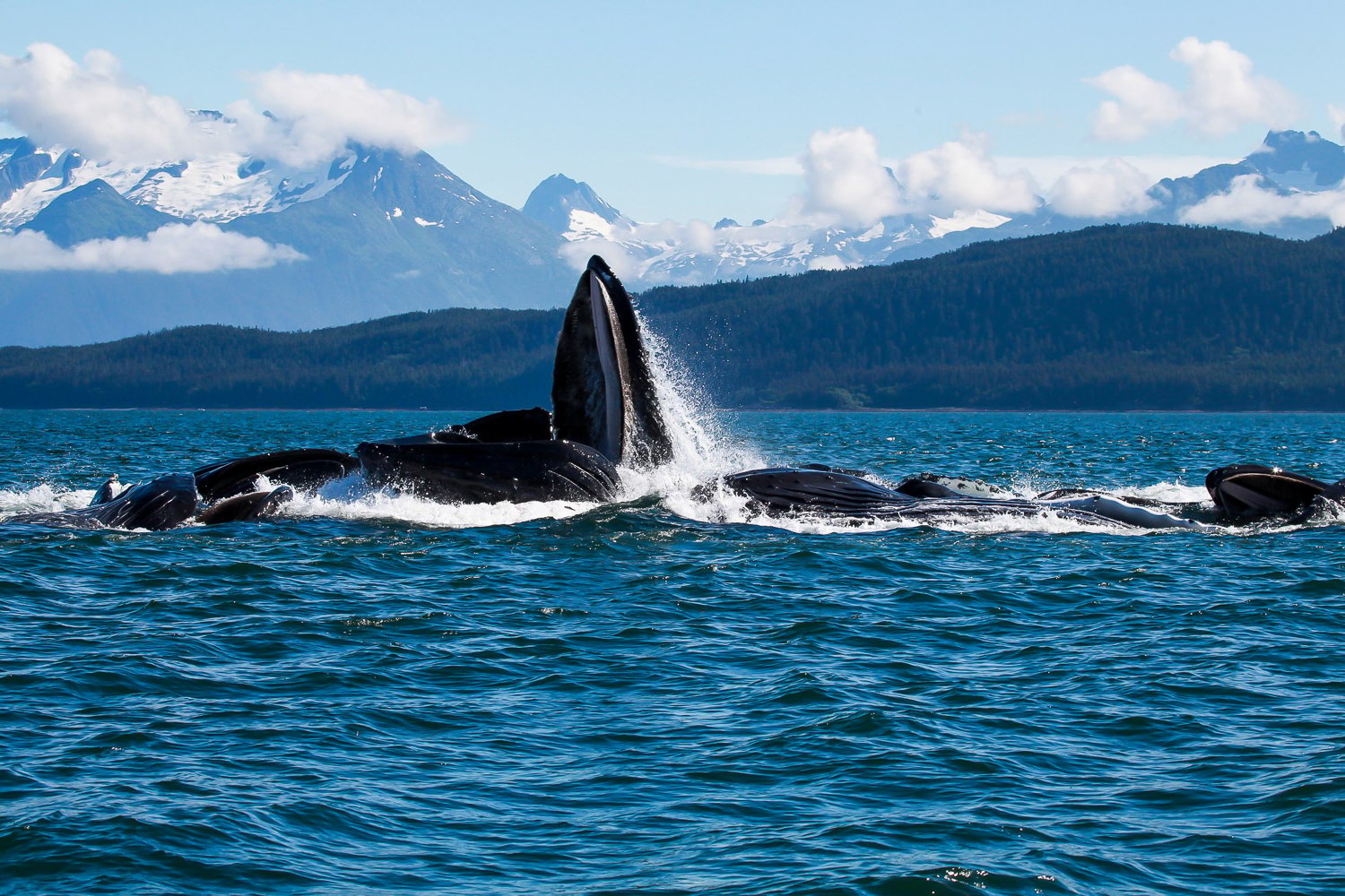 Juneau whale watching tour — humpback whales and marine wildlife in Southeast Alaska — image 2
