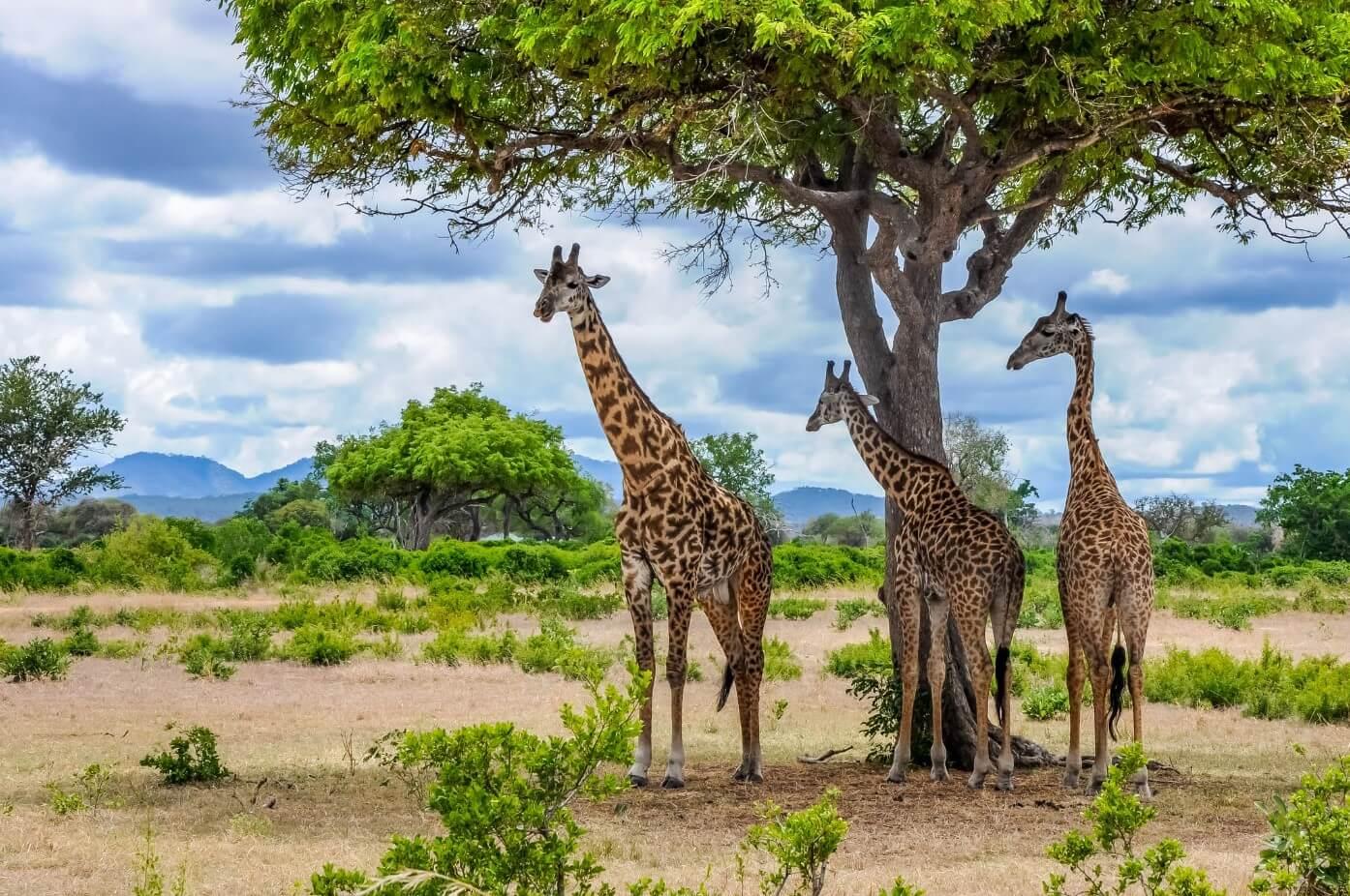 Zanzibar to Mikumi National Park: 3-Day Safari with Free Pickup