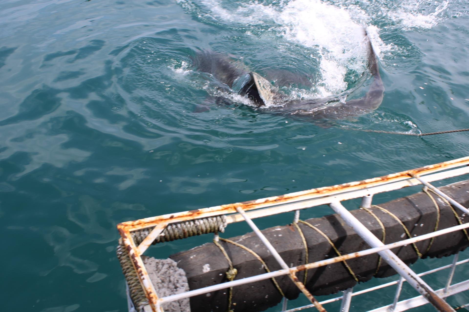 Private Shark Cage Diving Day Tour from Cape Town