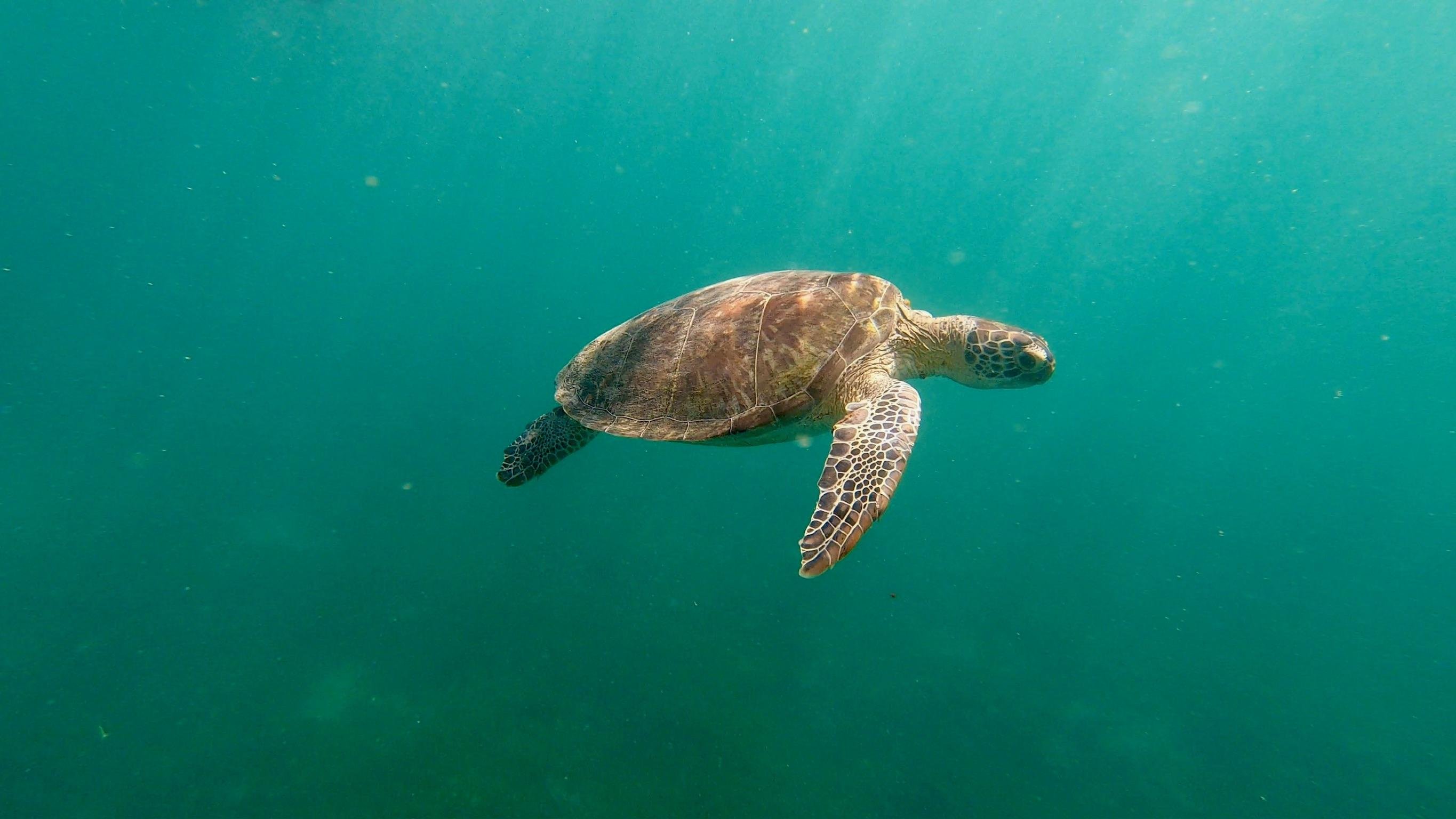 San Juan Shore Snorkeling with Turtles & Free Videos