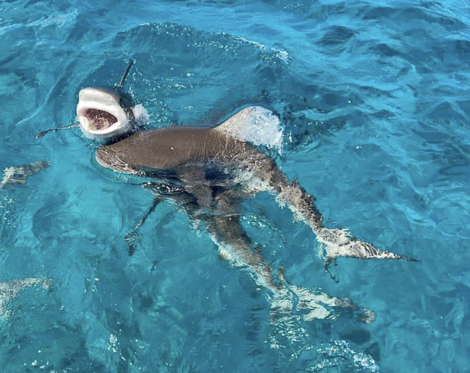 Bimini Island Express: Roundtrip Ferry & Miami Transfers