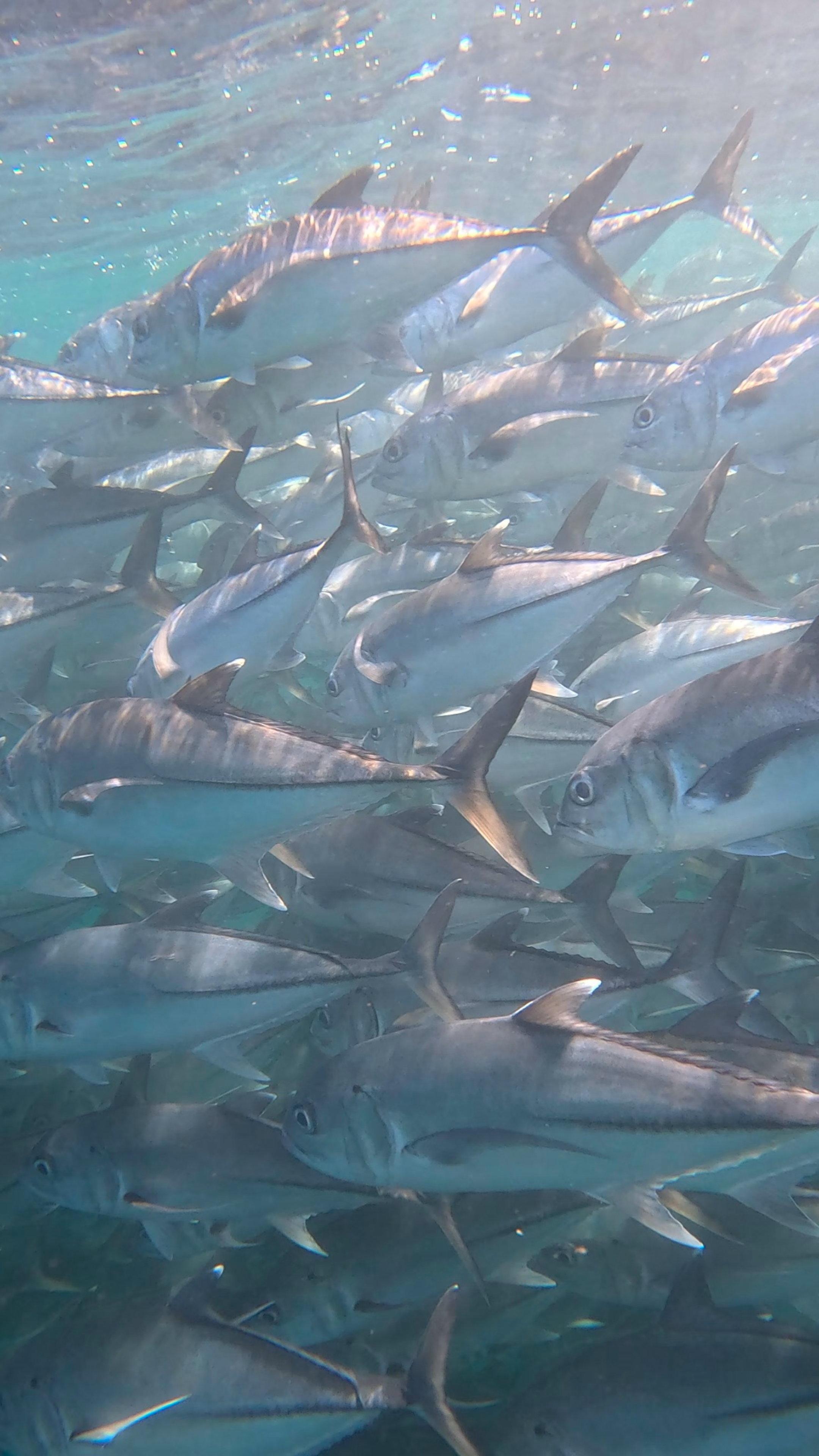 Cabo Pulmo Scuba Diving Adventure from Los Cabos