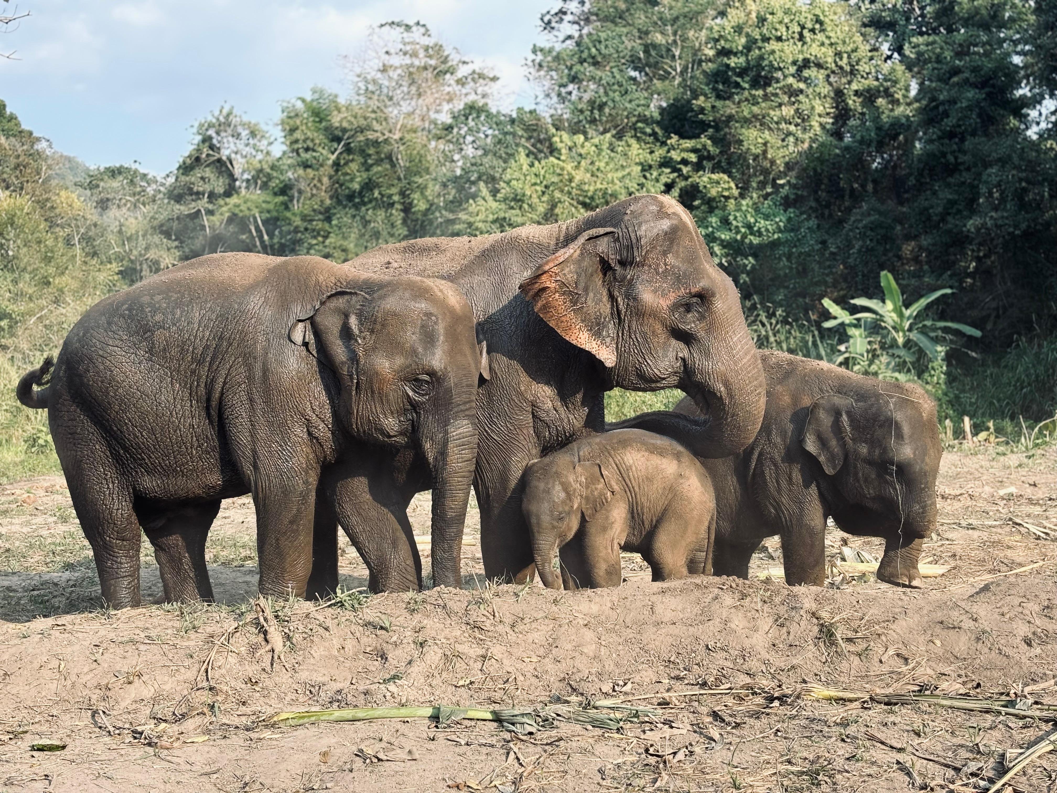 Half-Day Elephant Sanctuary Experience in Mae Wang
