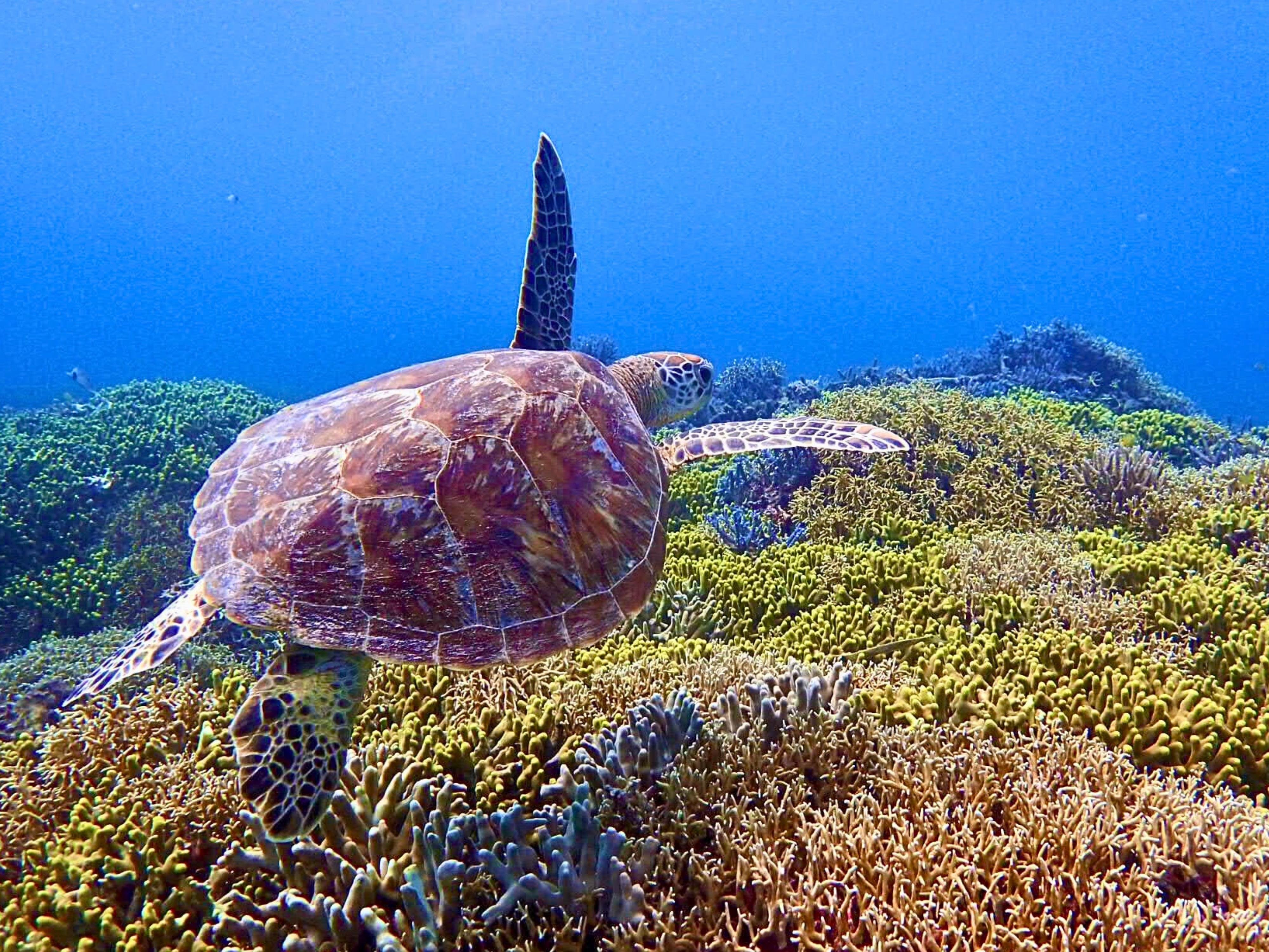 Tokashiki Island Sea Turtle Snorkeling Adventure